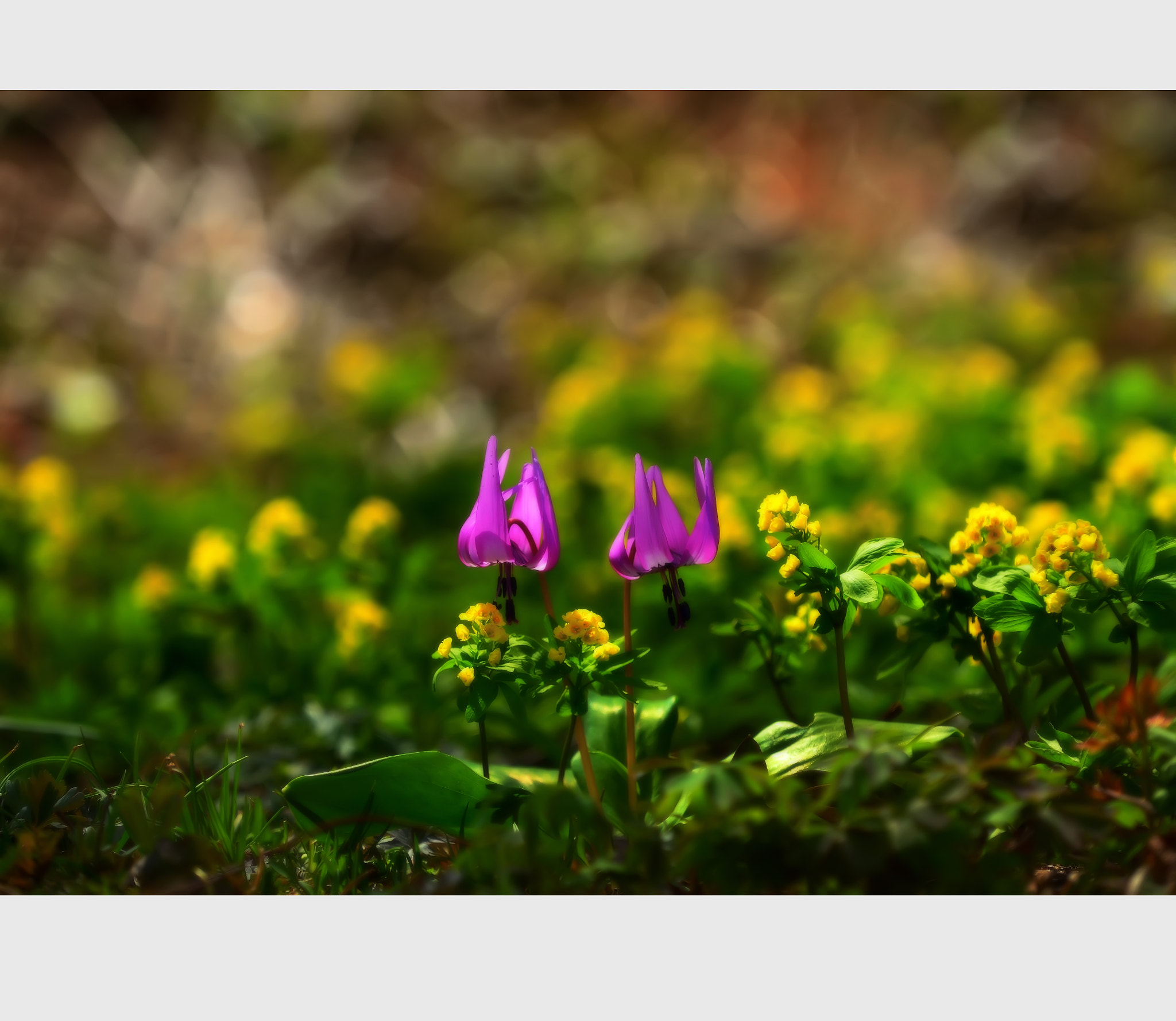 Nikon D4 sample photo. 천상의 화원 photography