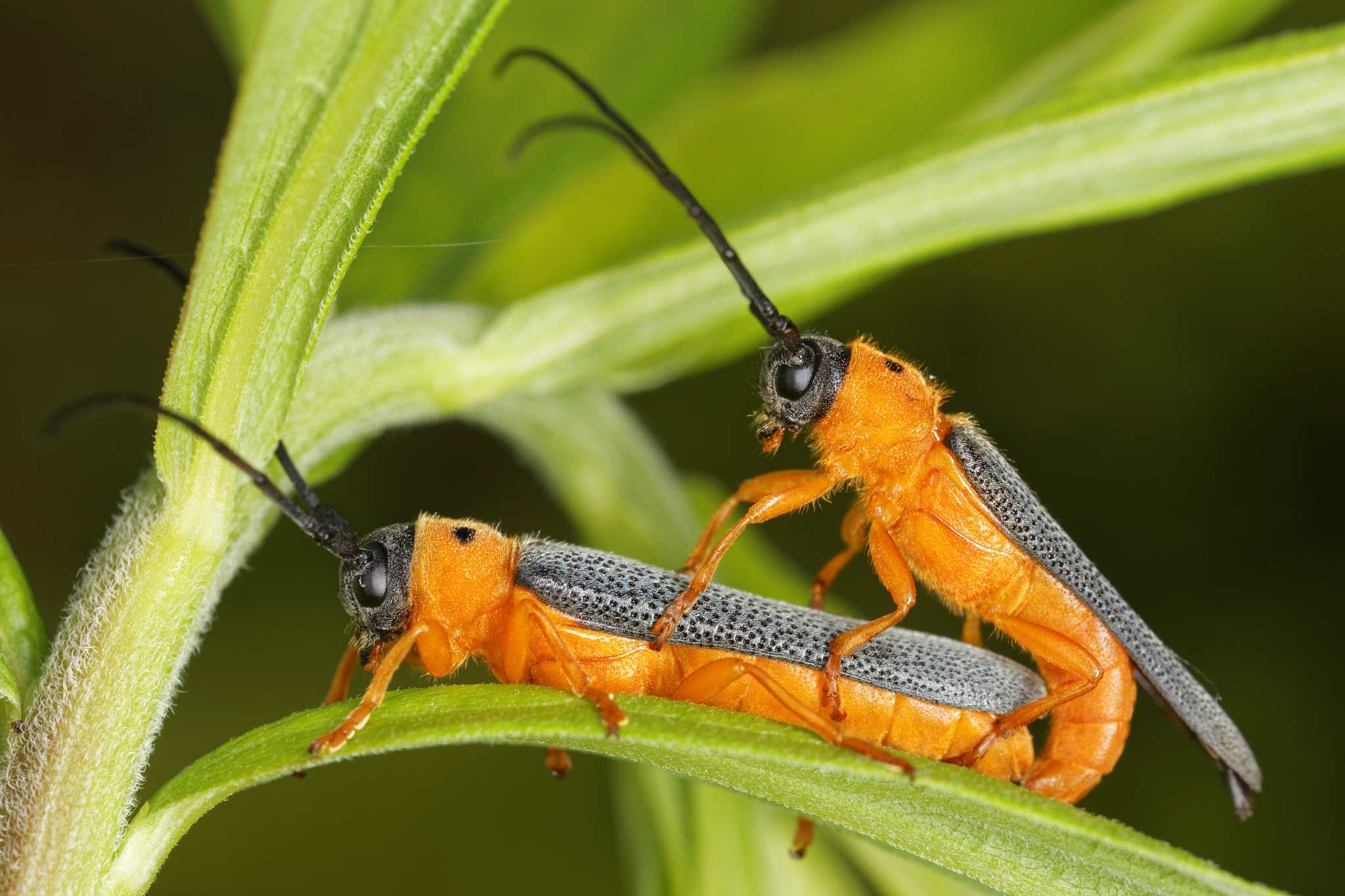 Canon MP-E 65mm F2.5 1-5x Macro Photo sample photo. Oberea oculata photography