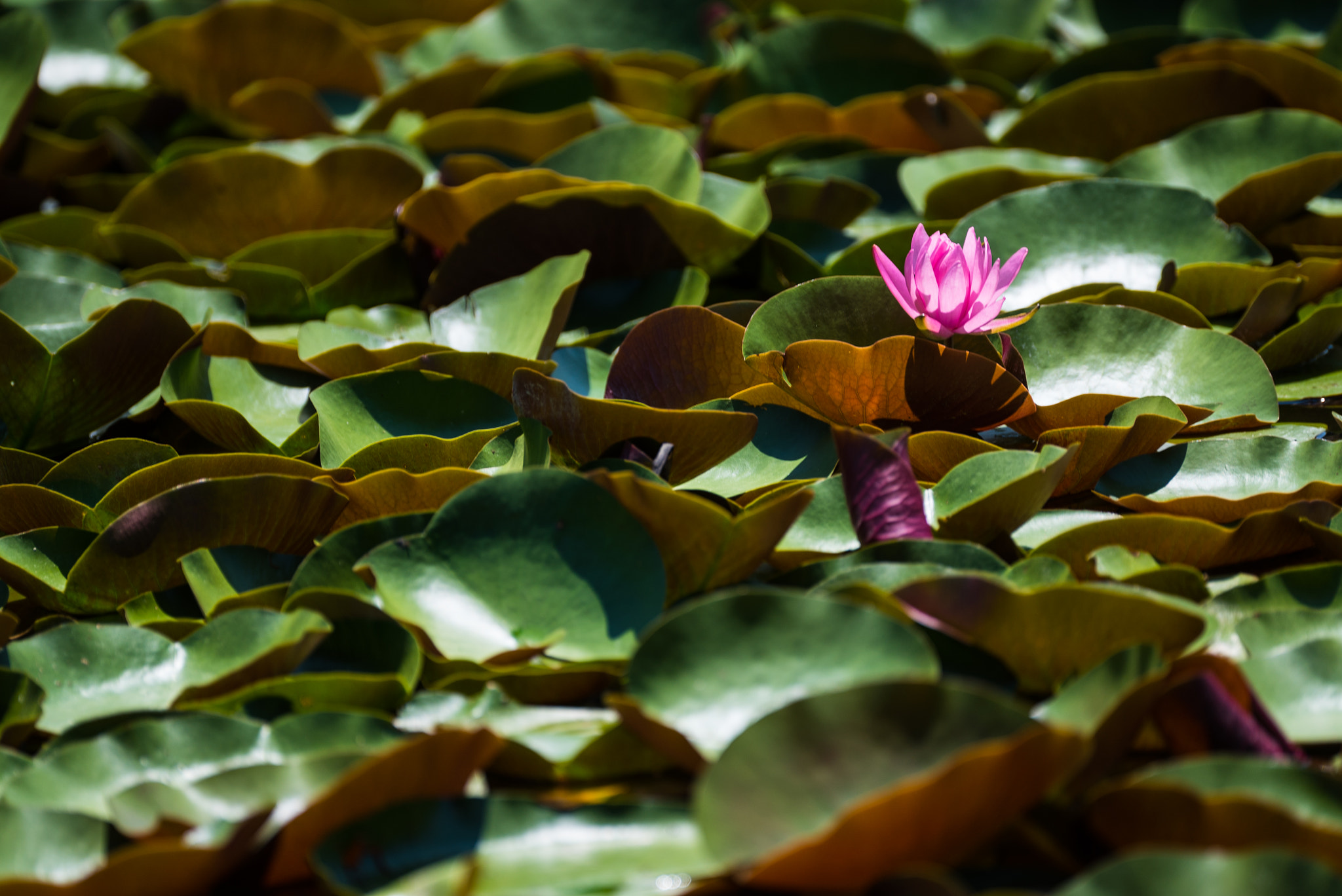 Sony 70-300mm F4.5-5.6 G SSM sample photo. One point photography