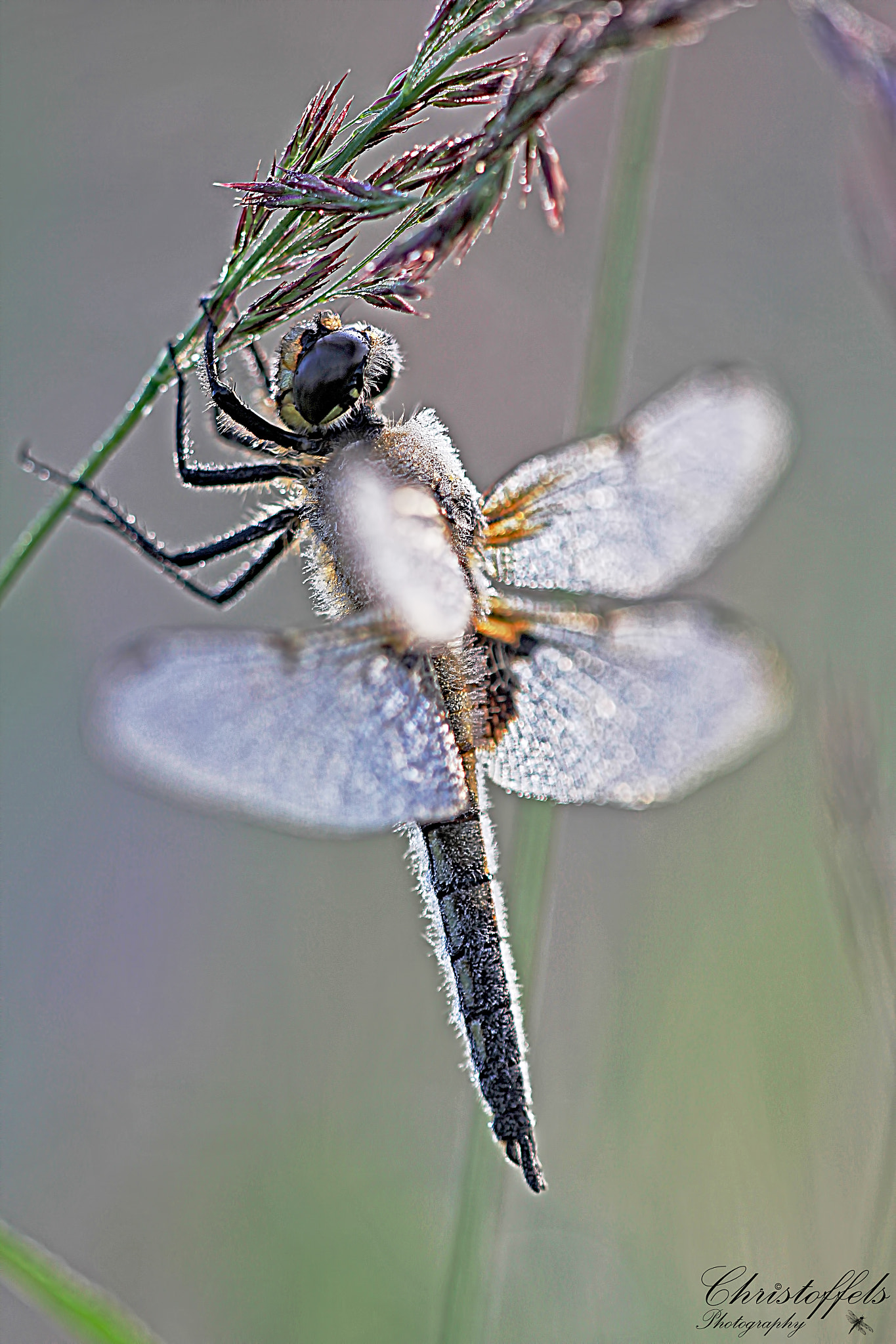 Sigma APO Macro 150mm f/2.8 EX DG HSM sample photo. Morning dew photography