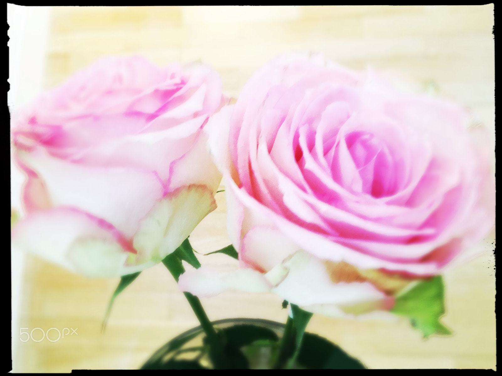 Hipstamatic 313 sample photo. Pink roses in a green vase photography