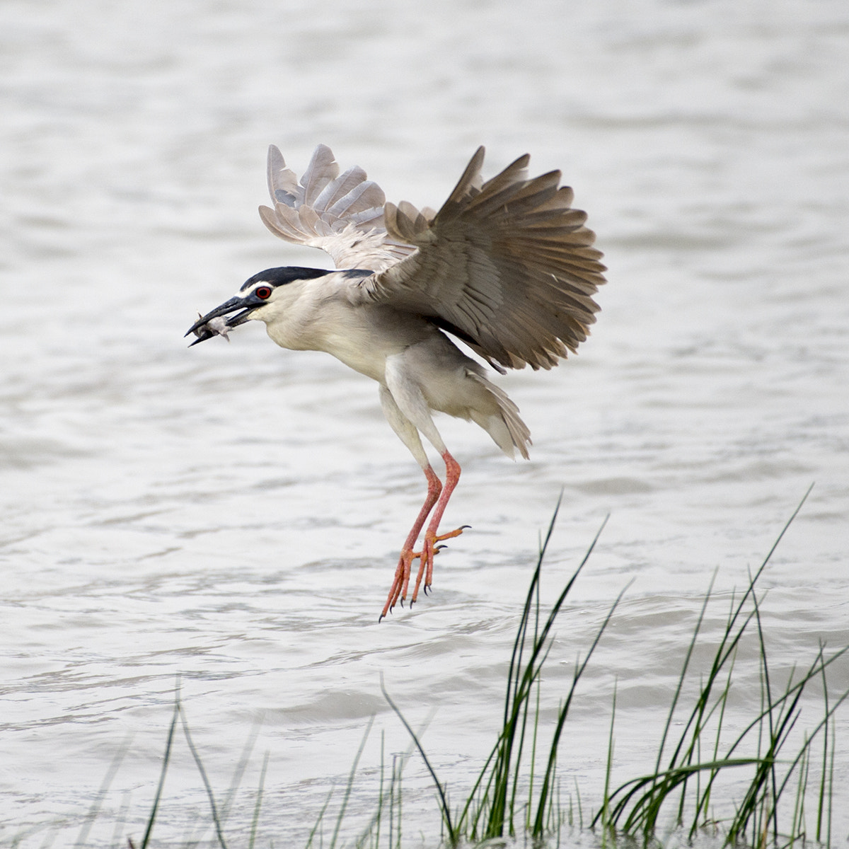 Nikon AF-S Nikkor 200-500mm F5.6E ED VR sample photo. Grey heron photography