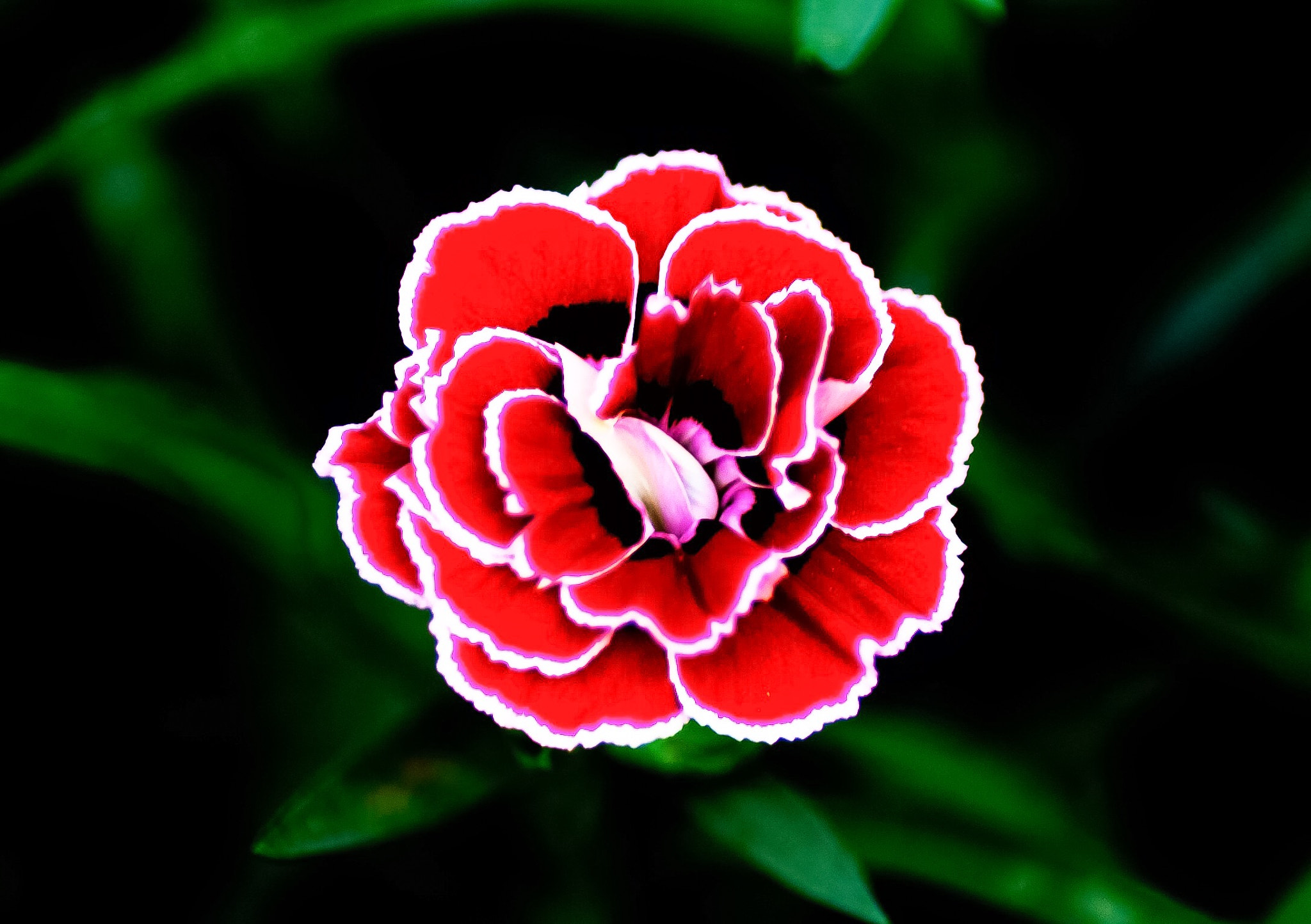 Nikon D300S sample photo. Clavel mini photography