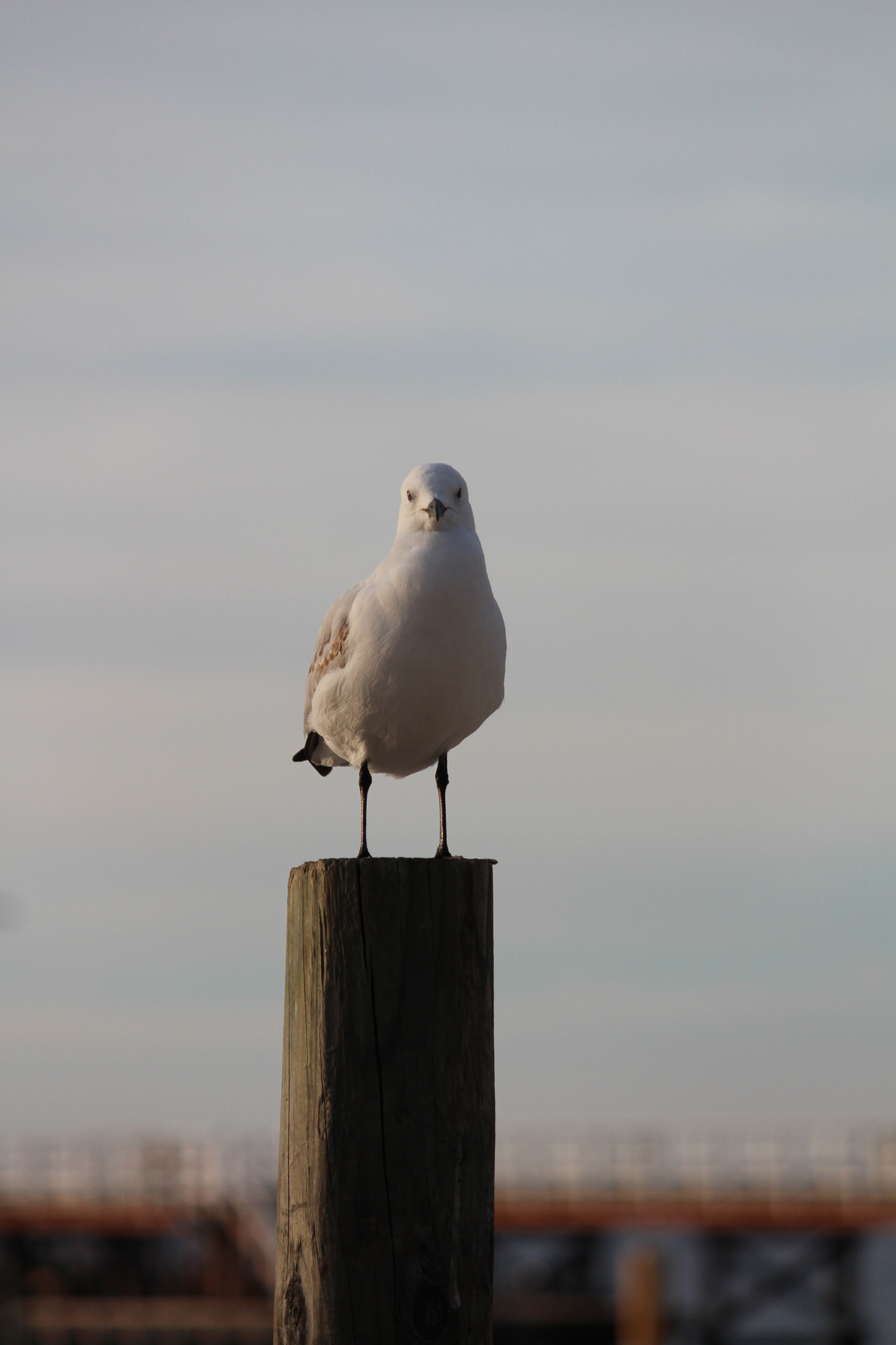 Canon EOS 650D (EOS Rebel T4i / EOS Kiss X6i) sample photo. Busselton seagull, western australia photography