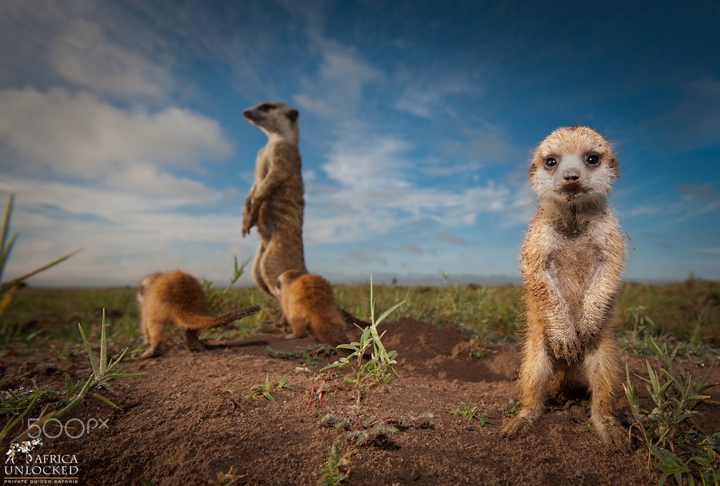 Nikon D3 sample photo. Meerkat pup at ground level photography
