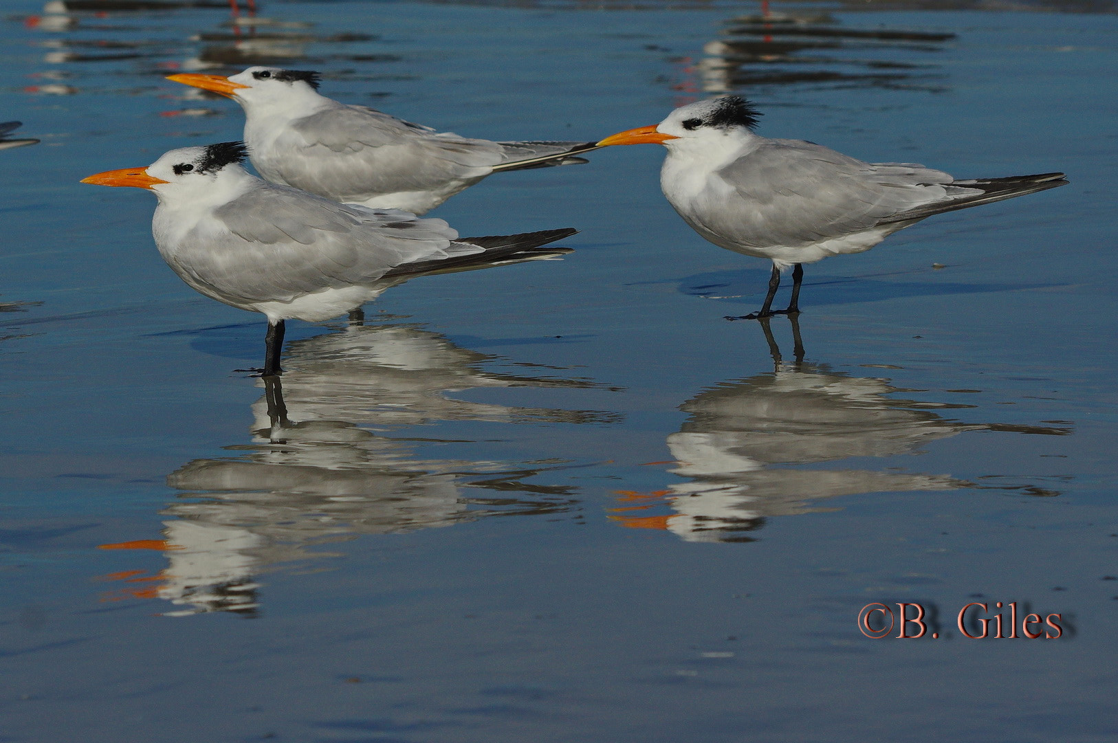 Pentax smc DA* 60-250mm F4.0 ED (IF) SDM sample photo. Royal reflection photography