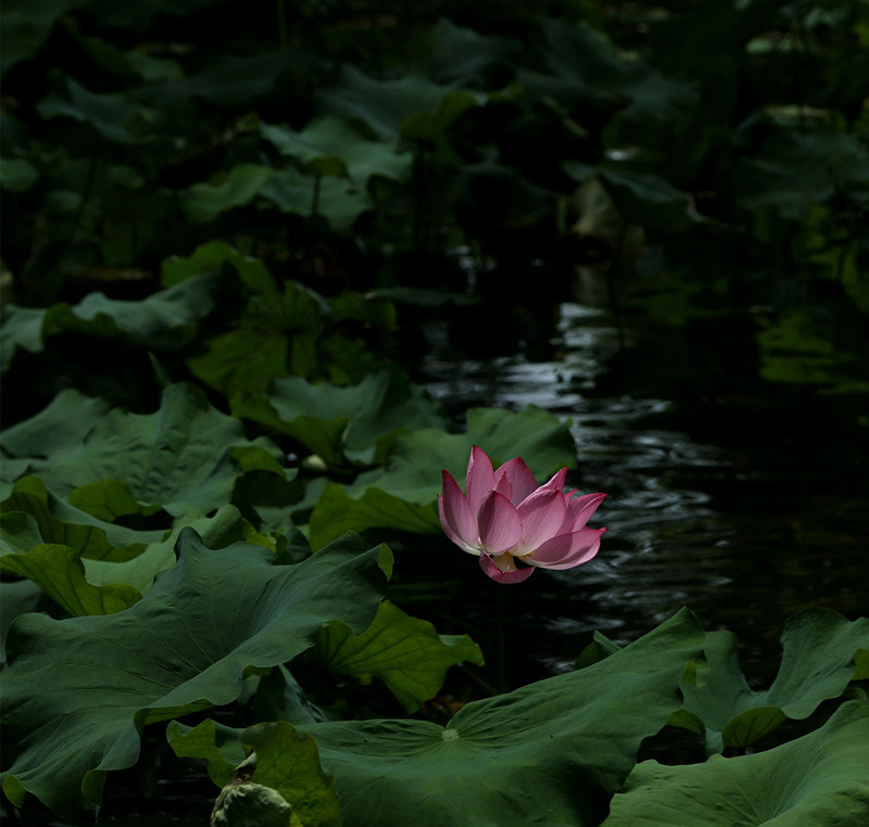 Canon EF 22-55mm f/4-5.6 USM sample photo. Lotus season 5 photography