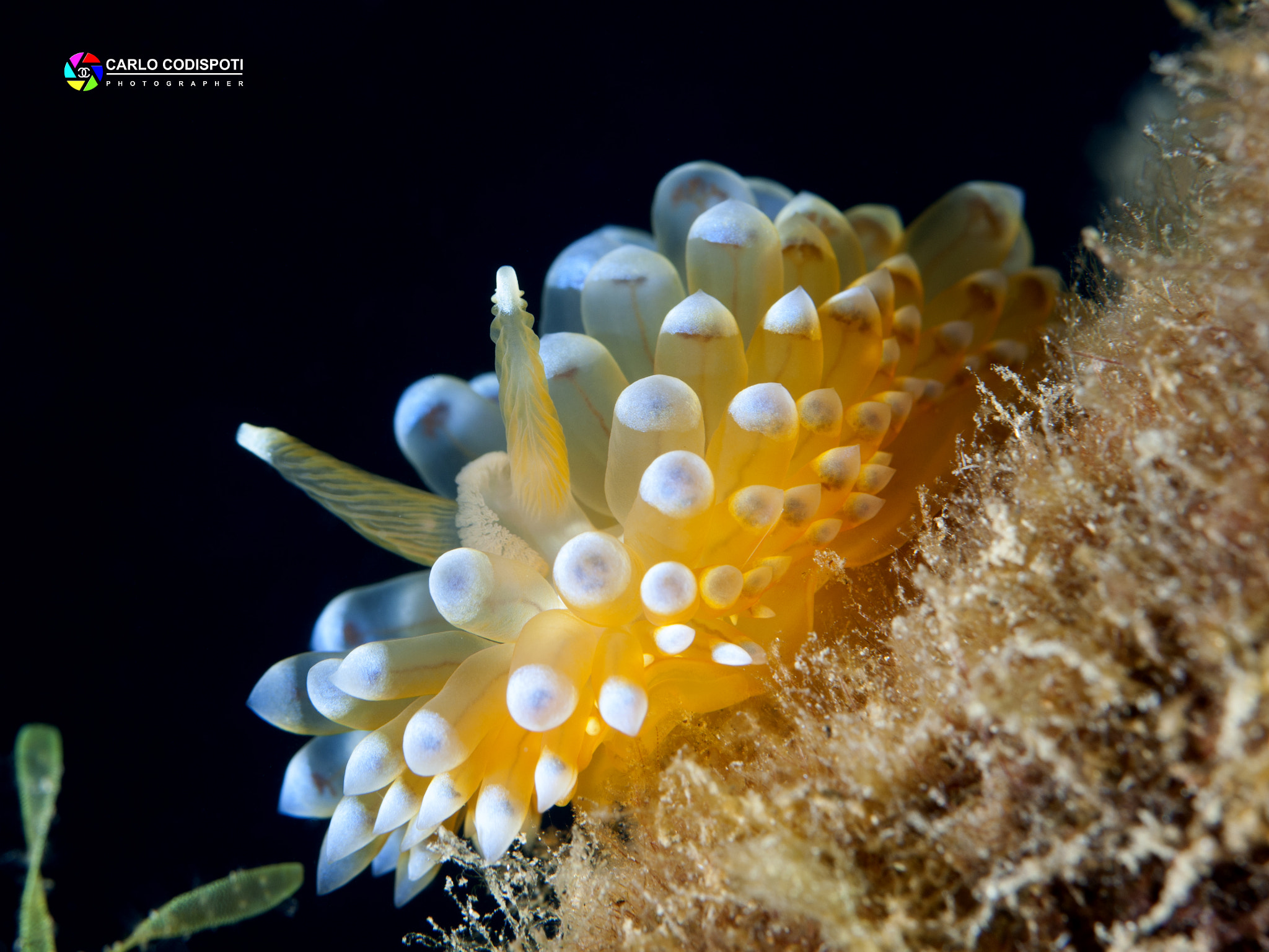 Nikon AF Micro-Nikkor 60mm F2.8D sample photo. Janolus cristatus photography