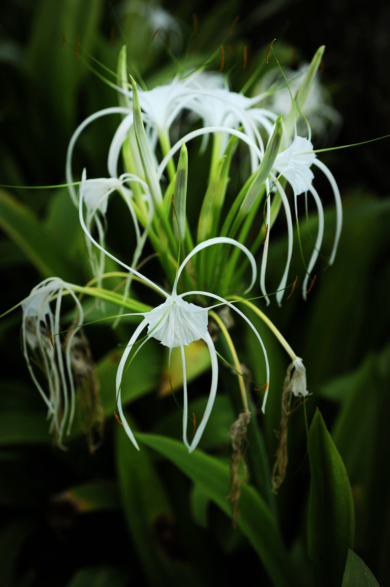 Nikon D3 + Nikon AF Micro-Nikkor 60mm F2.8D sample photo. World of flowers photography