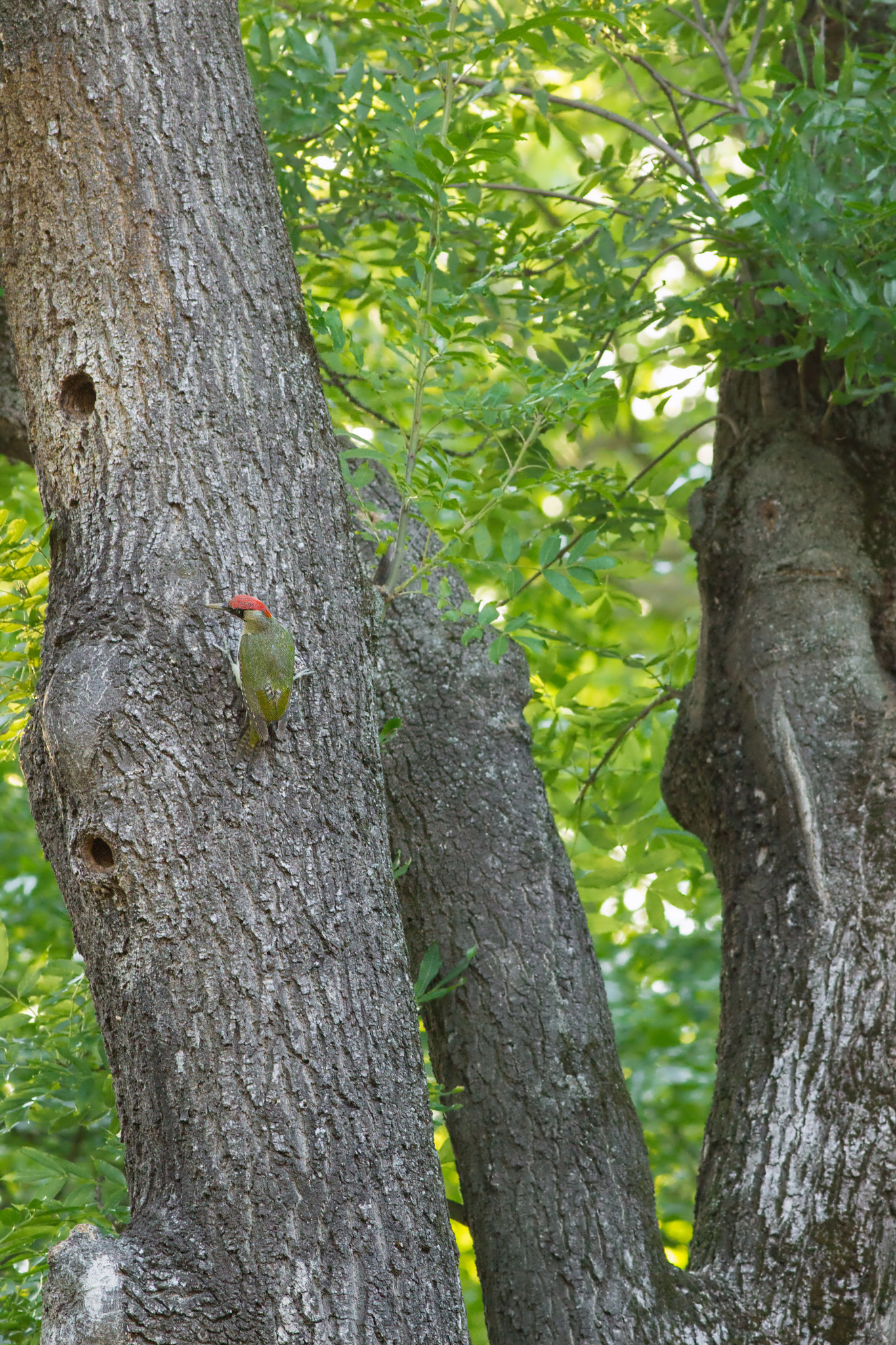 Canon EOS 600D (Rebel EOS T3i / EOS Kiss X5) + Canon EF 400mm F5.6L USM sample photo. European green woodpecker photography