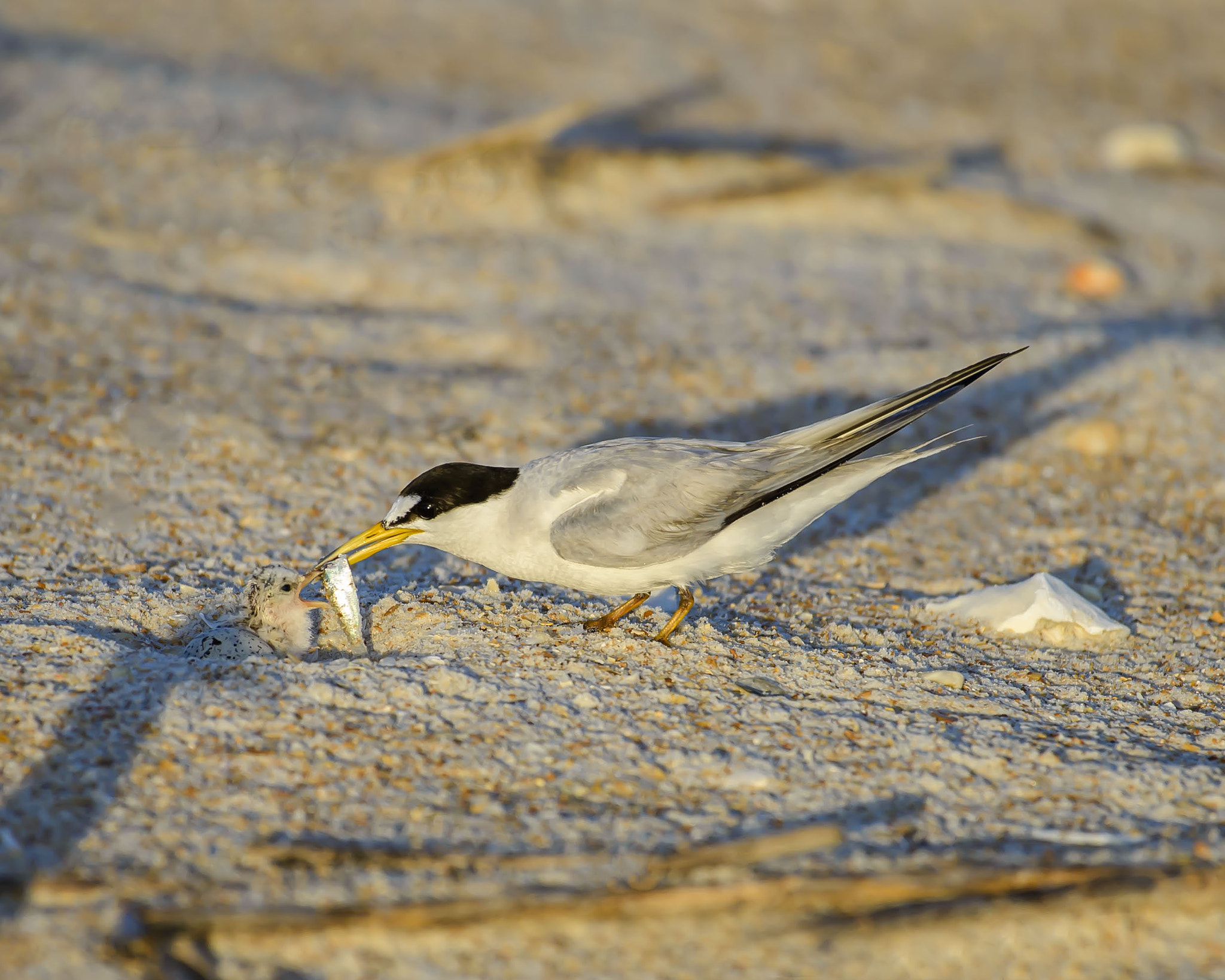 Nikon AF-S Nikkor 200-500mm F5.6E ED VR sample photo. Morning feeding photography