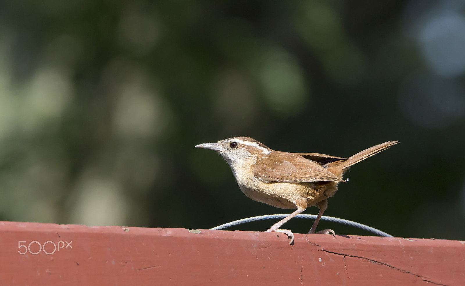 Sony SLT-A77 + Tamron SP 150-600mm F5-6.3 Di VC USD sample photo. Orig photography