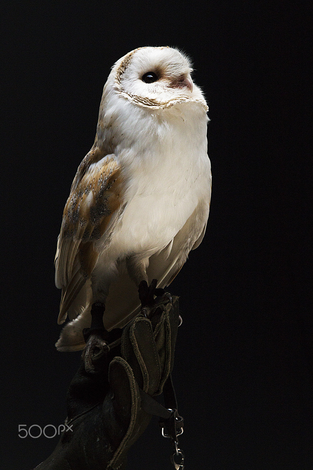 Sigma 17-70mm F2.8-4 DC Macro OS HSM sample photo. Owl tymo photography