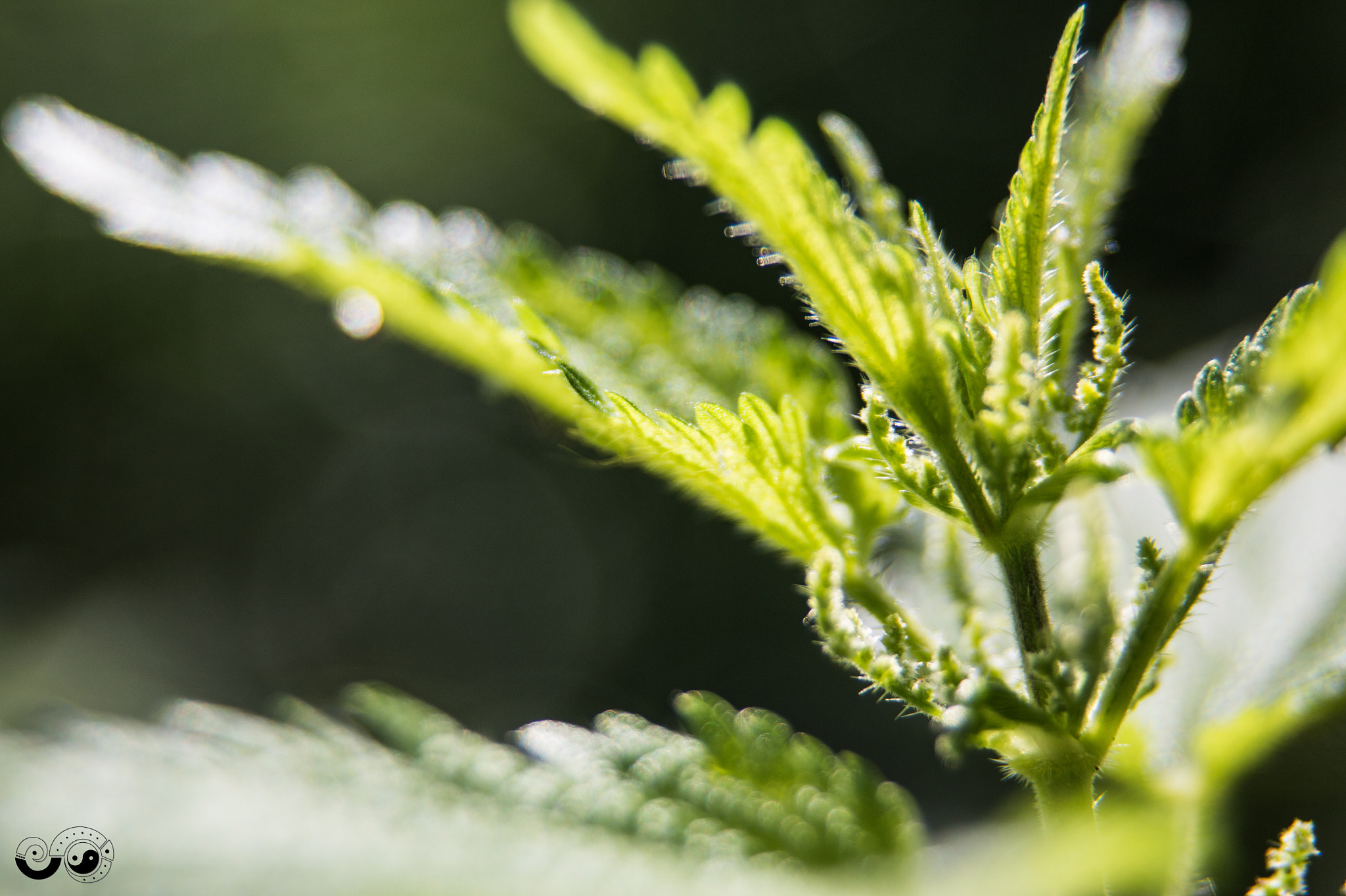 Sigma 24-60mm f/2.8 EX DG sample photo. Stinging nettle (brennessel) photography