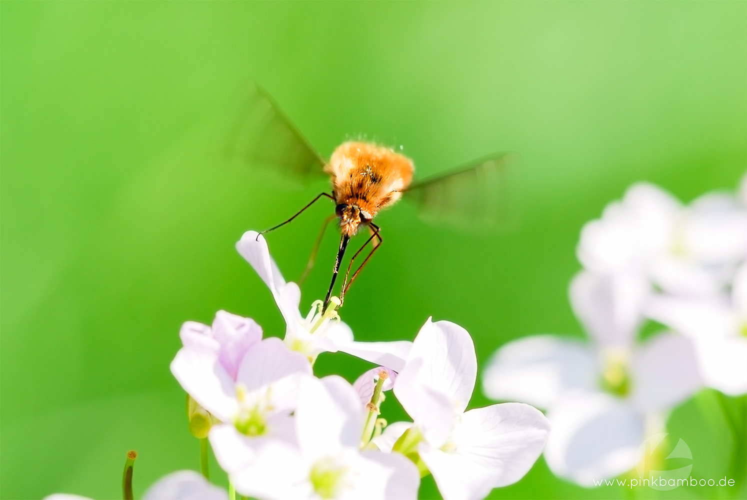 Sigma 150mm F2.8 EX DG Macro HSM sample photo. Bee fly photography