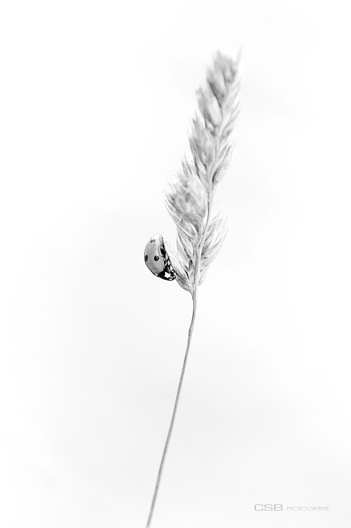 Nikon D300S sample photo. Coccinelle photography