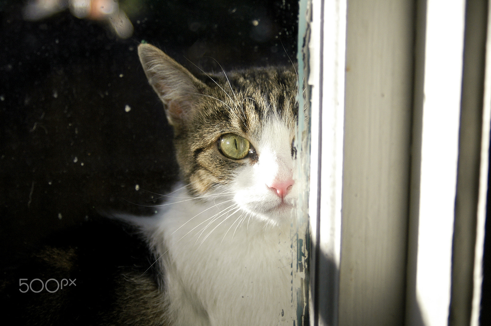 AF Zoom-Nikkor 28-80mm f/3.3-5.6G sample photo. Psycho cat photography