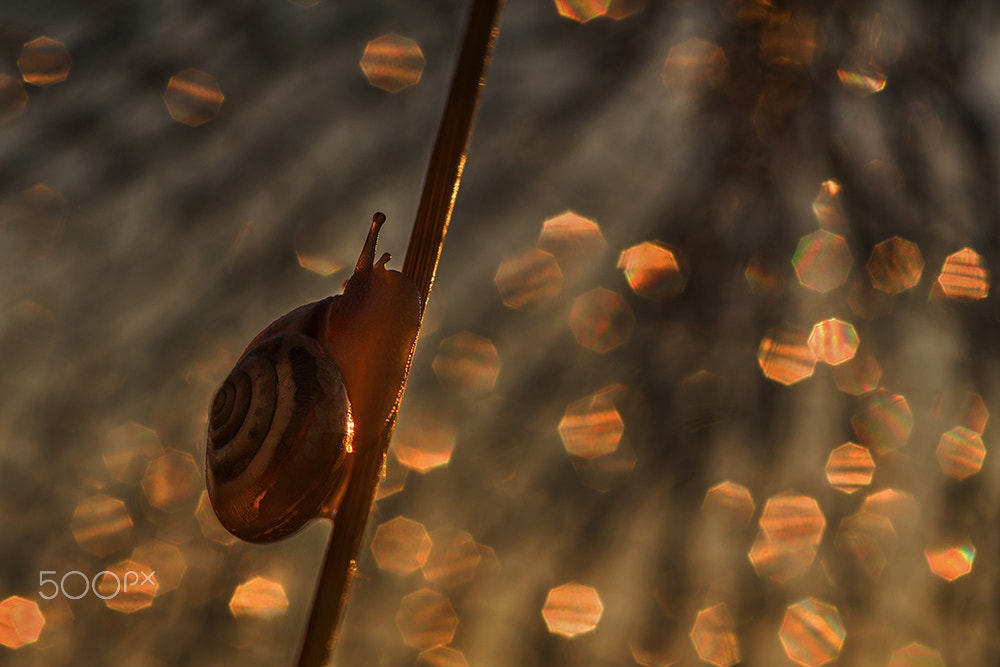 Sigma 105mm F2.8 EX DG Macro sample photo. Bright dawn photography