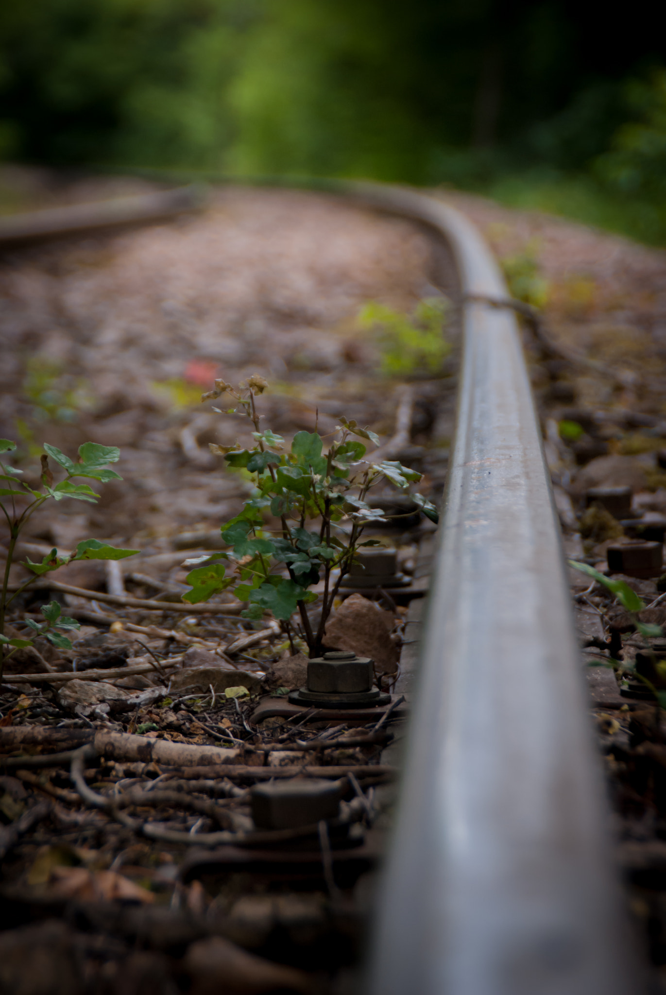 Sony Alpha DSLR-A300 sample photo. Surprise au tournant du chemin... photography