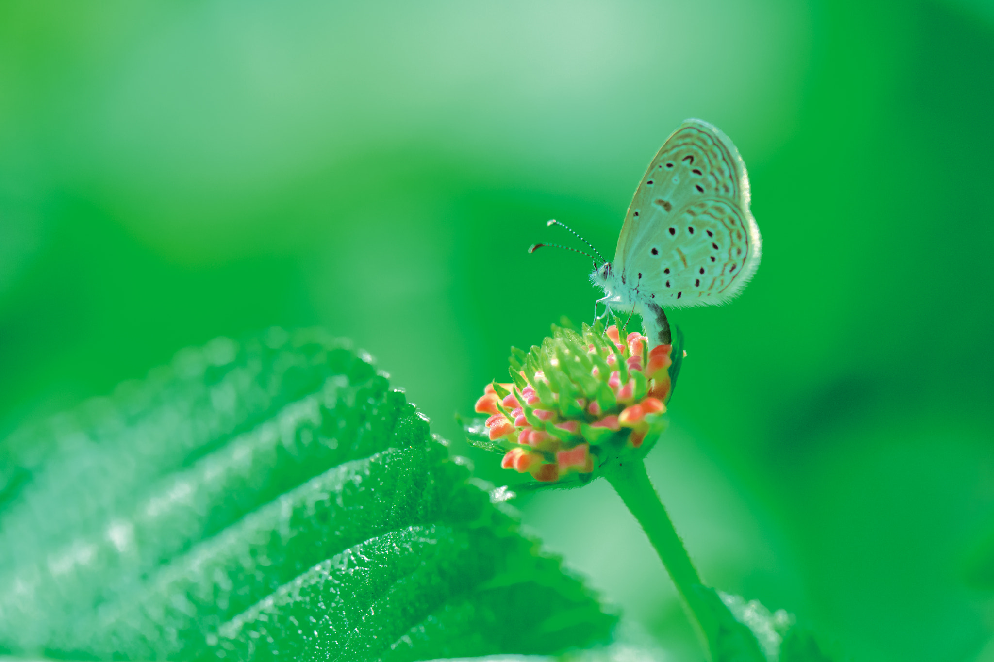 Nikon D5 sample photo. Grey butterfly on green photography