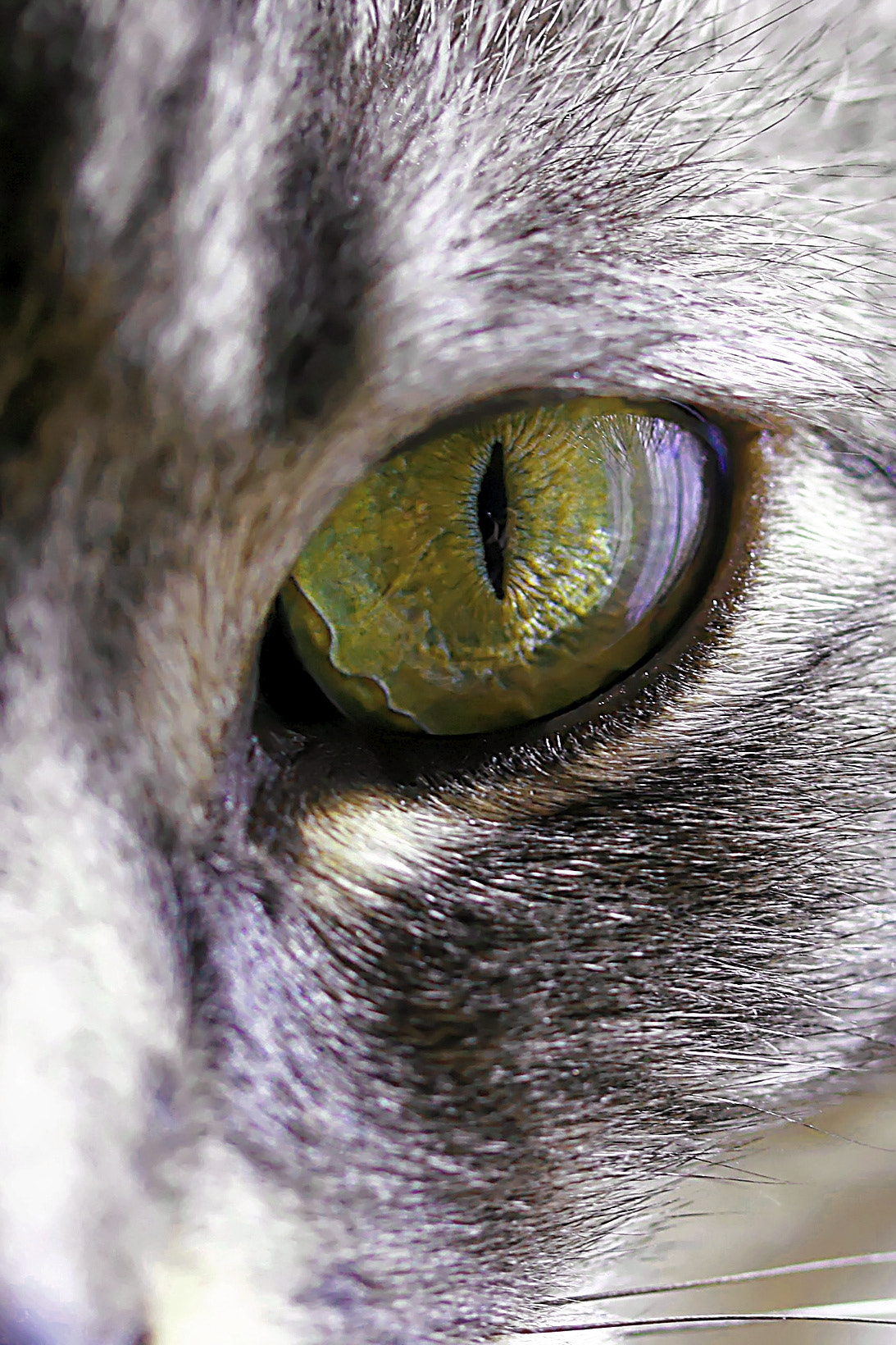 Canon EF-S 60mm F2.8 Macro USM sample photo. I really can see you photography