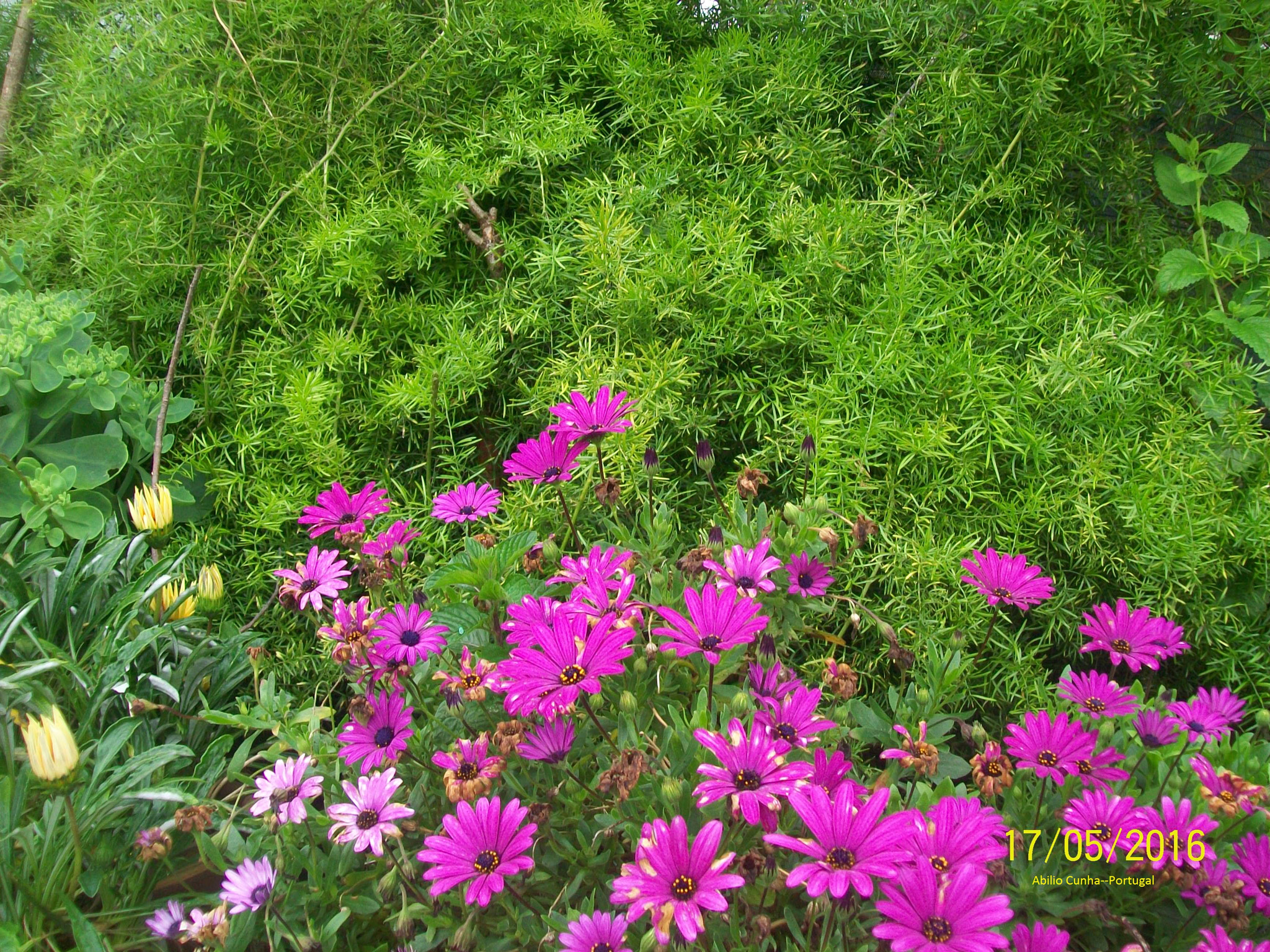 Kodak EasyShare C913 sample photo. Maio mês das flores e da alegria portugal photography