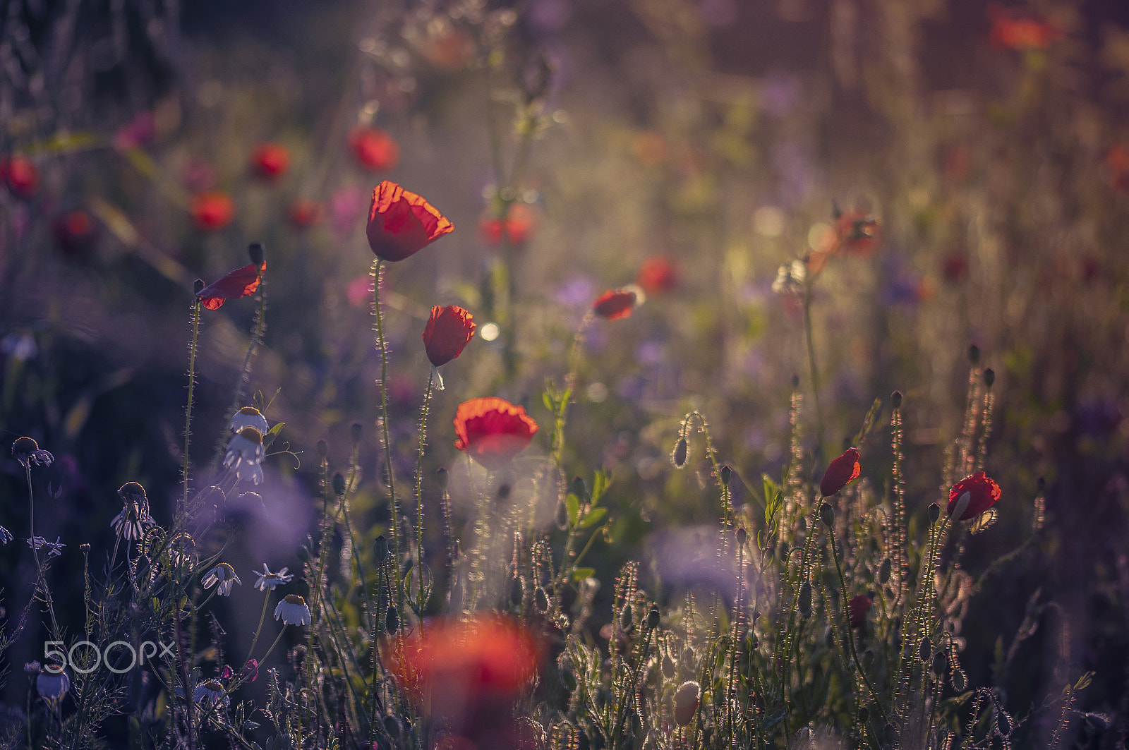 Sigma 105mm F2.8 EX DG OS HSM sample photo. Sunrise over the meadow (2) photography
