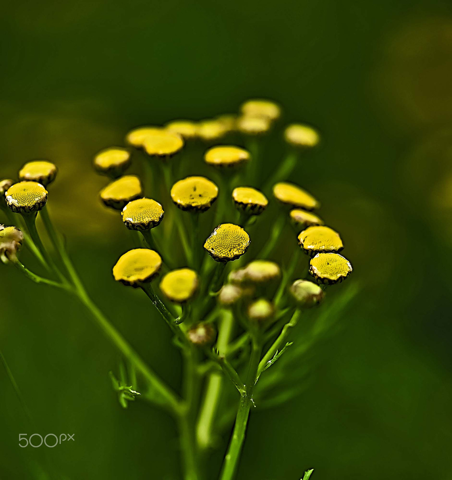 Sigma 150mm F2.8 EX DG OS Macro HSM sample photo. Summer in sweden photography