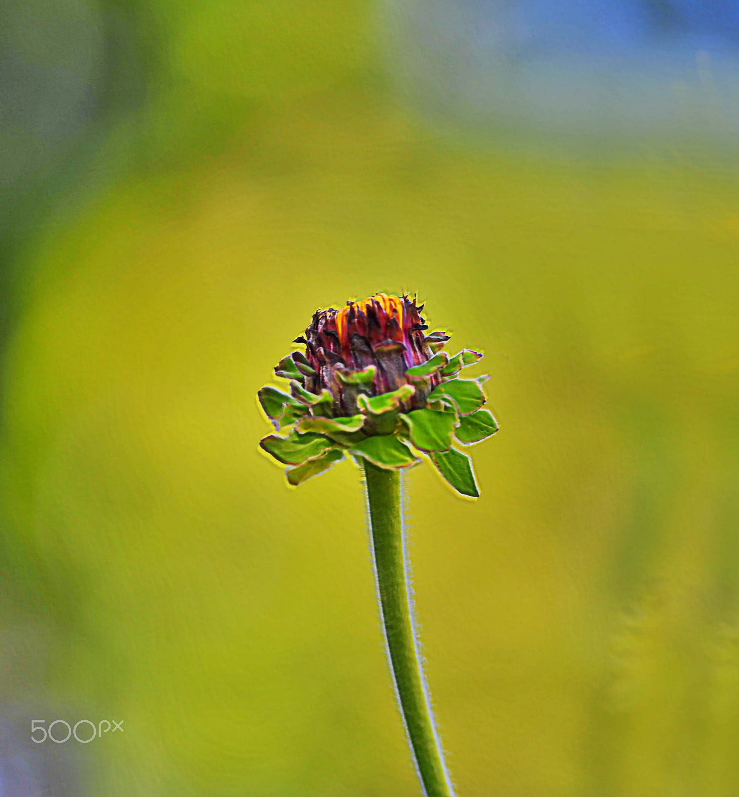 Sigma 150mm F2.8 EX DG OS Macro HSM sample photo. Summer in sweden photography