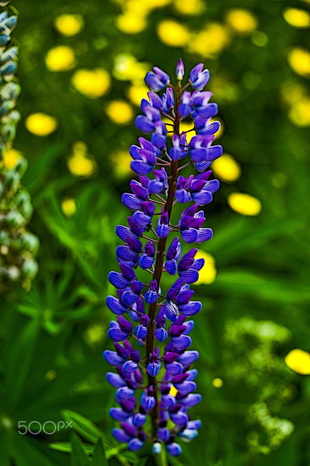 Sigma 150mm F2.8 EX DG OS Macro HSM sample photo. Summer in sweden photography