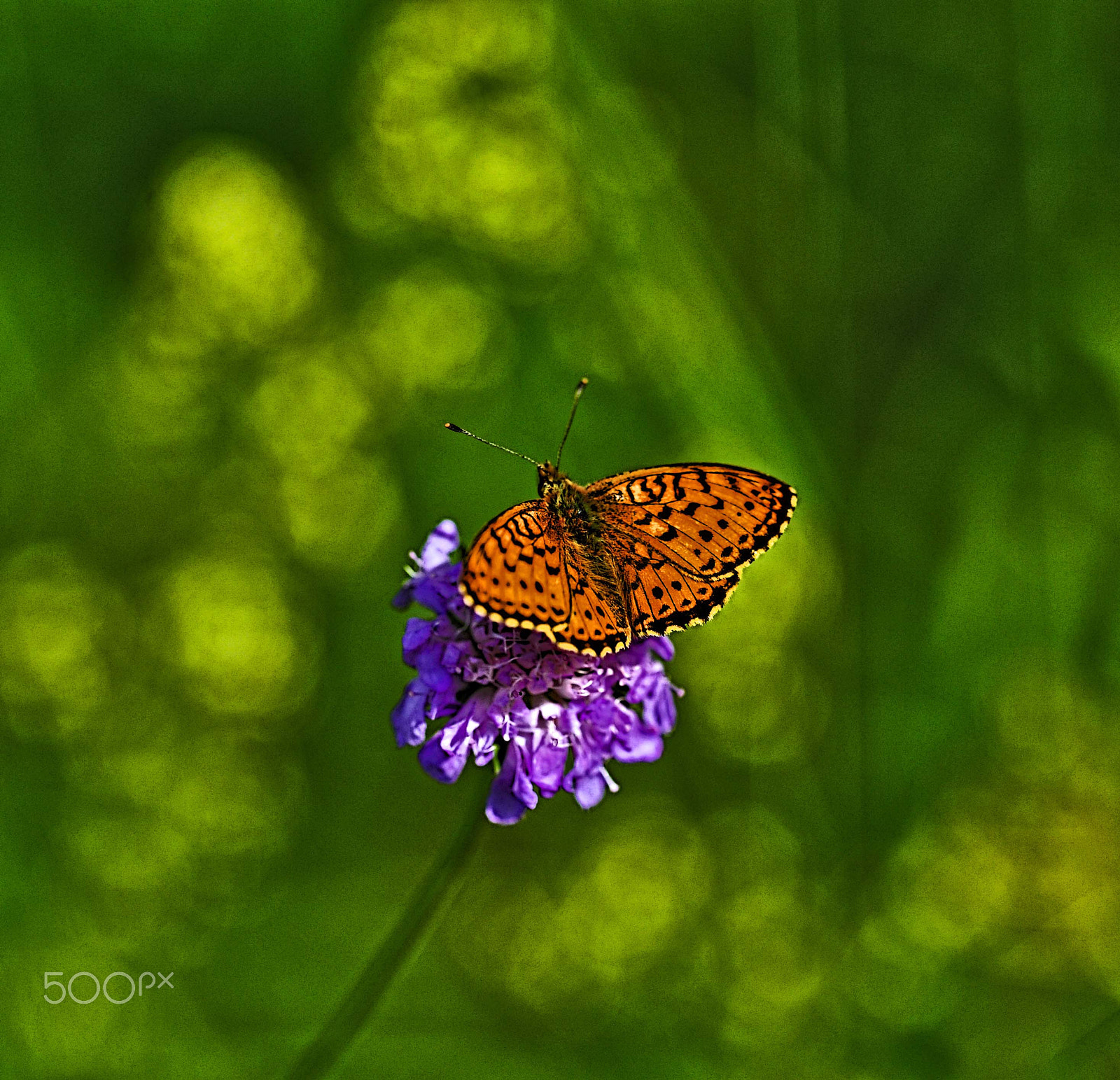 Sigma 150mm F2.8 EX DG OS Macro HSM sample photo. Summer in sweden photography