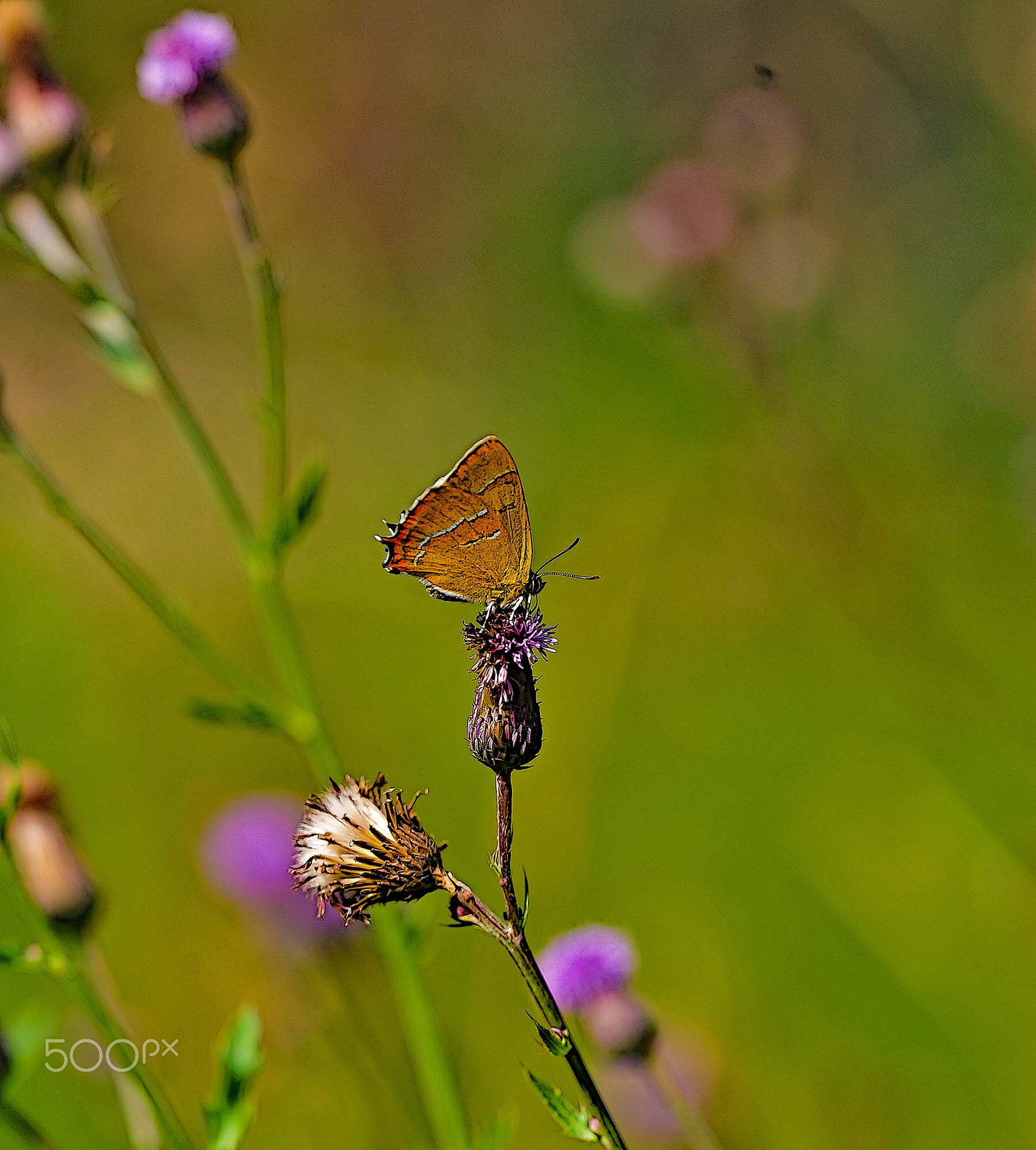 Sigma 150mm F2.8 EX DG OS Macro HSM sample photo. Summer in sweden photography