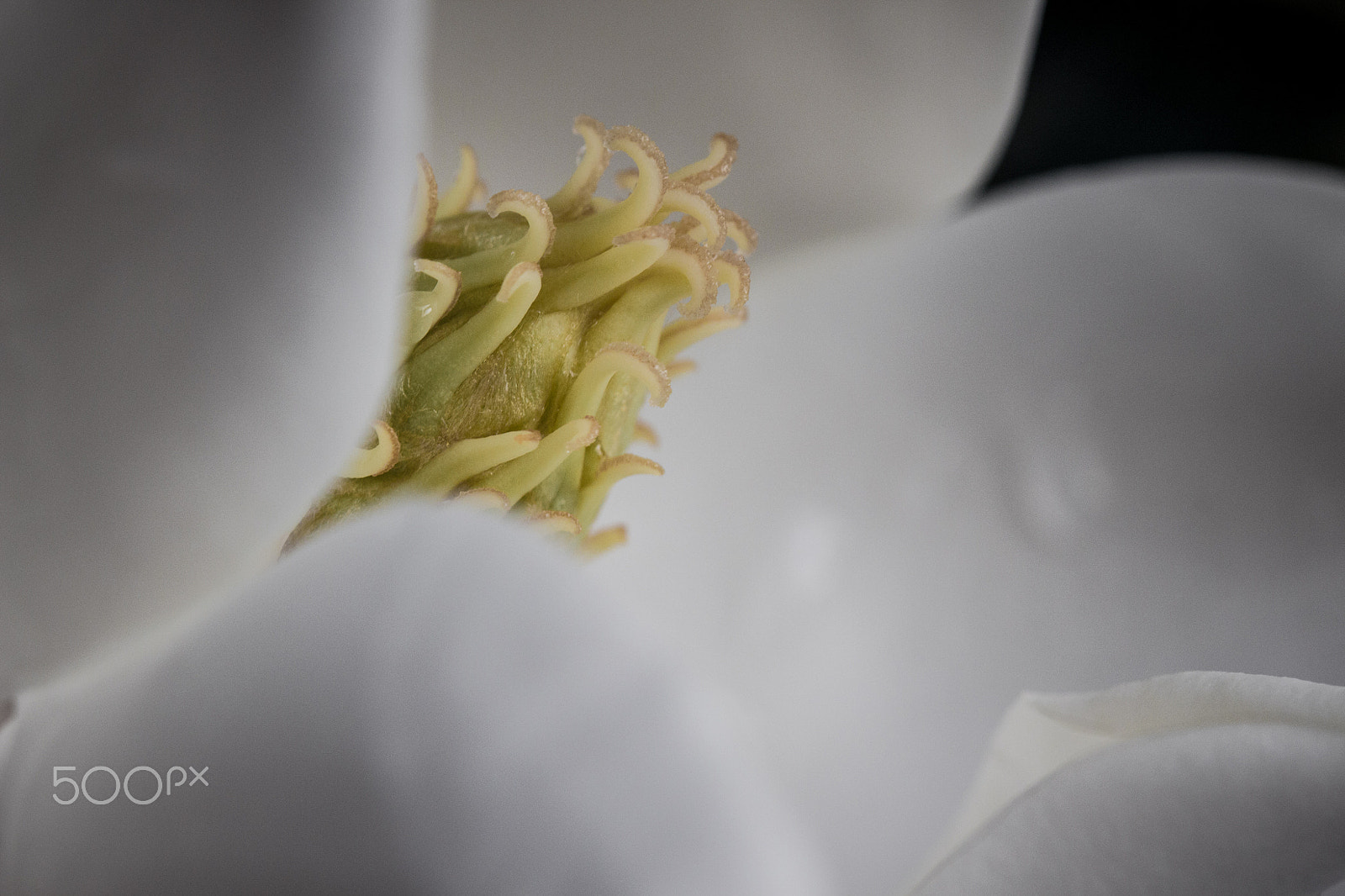 Canon EF 100mm F2.8 Macro USM sample photo. Hear me roar photography