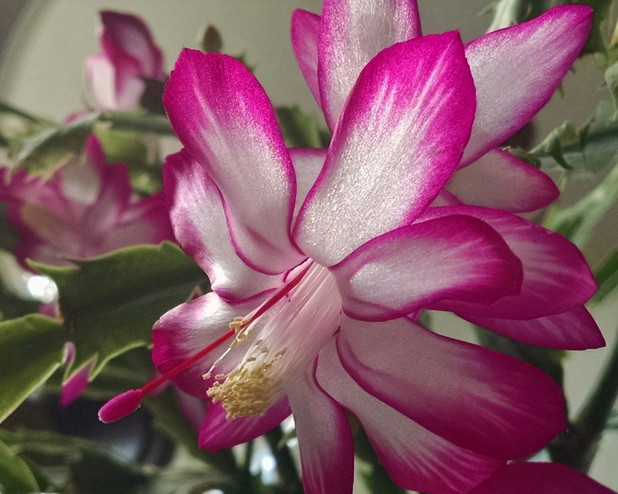 Motorola Droid Mini sample photo. Christmas cactus photography
