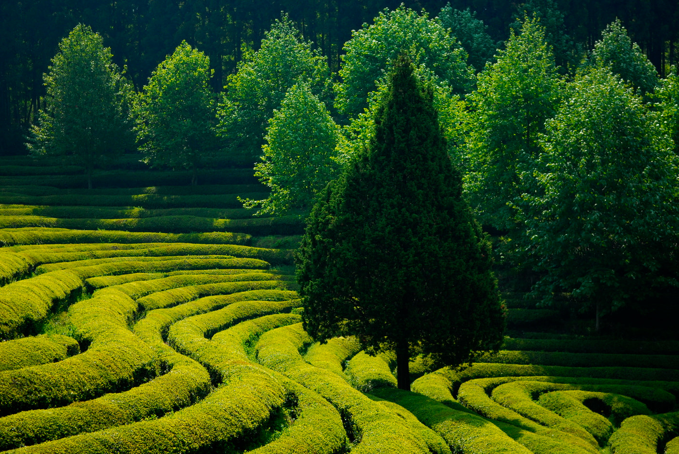 Nikon D200 + Nikon AF-S DX Nikkor 17-55mm F2.8G ED-IF sample photo. Green tea farm photography