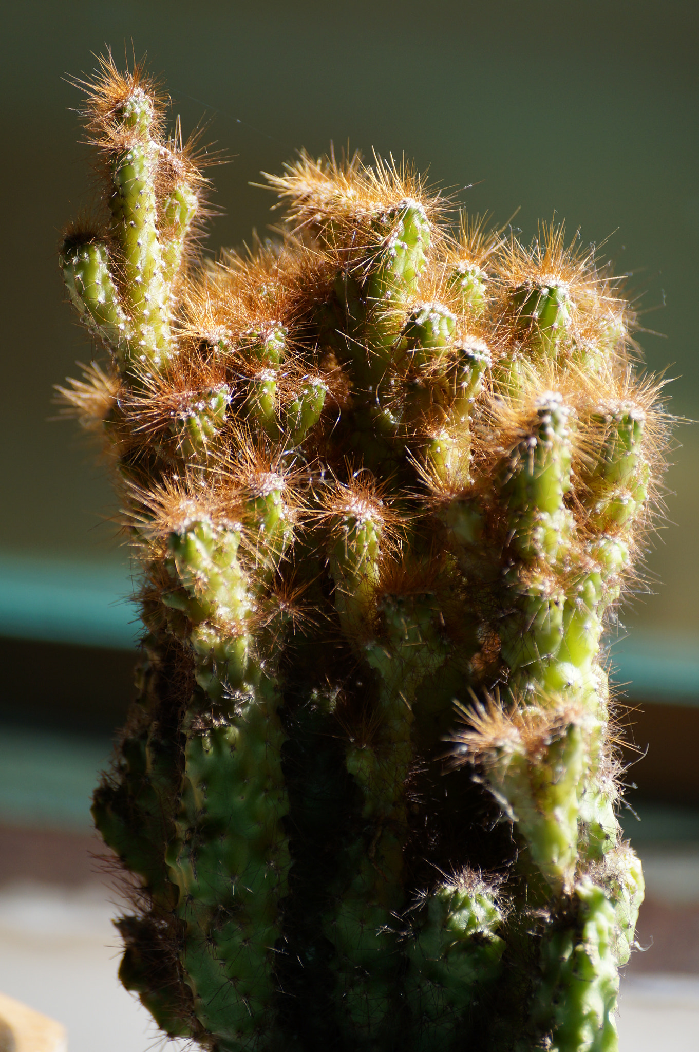Sony SLT-A37 sample photo. Thorns photography
