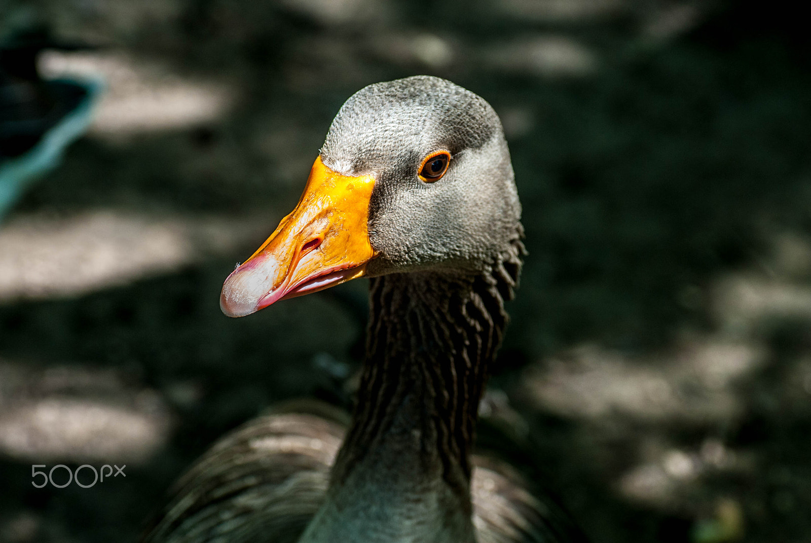 Nikon D200 sample photo. Goose from the shadows photography