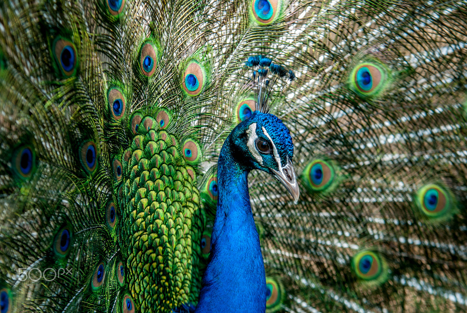 Nikon D200 + Sigma APO 100-300mm F4 EX IF HSM sample photo. Peacock photography