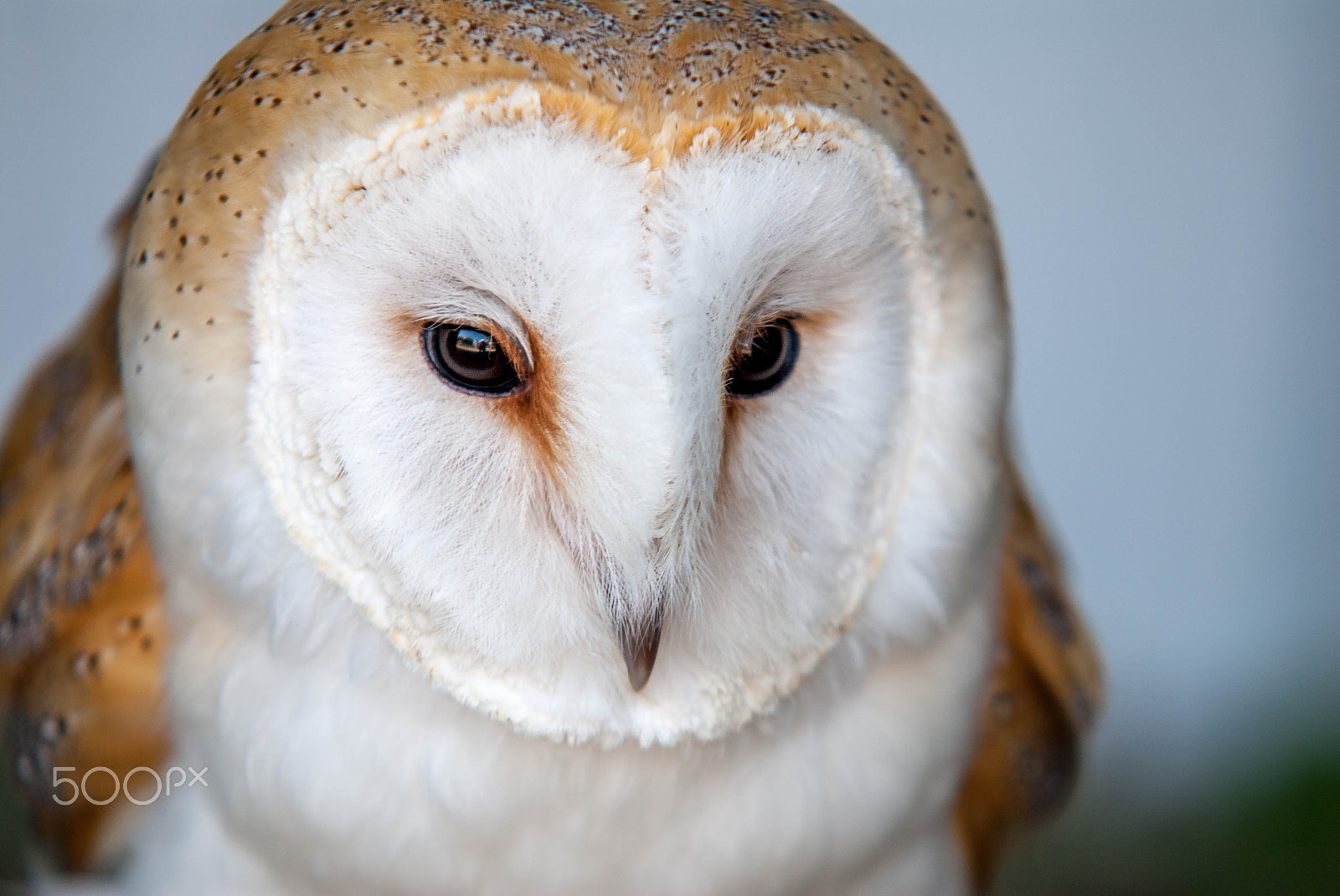 Nikon D200 + Sigma APO 100-300mm F4 EX IF HSM sample photo. Barn owl photography