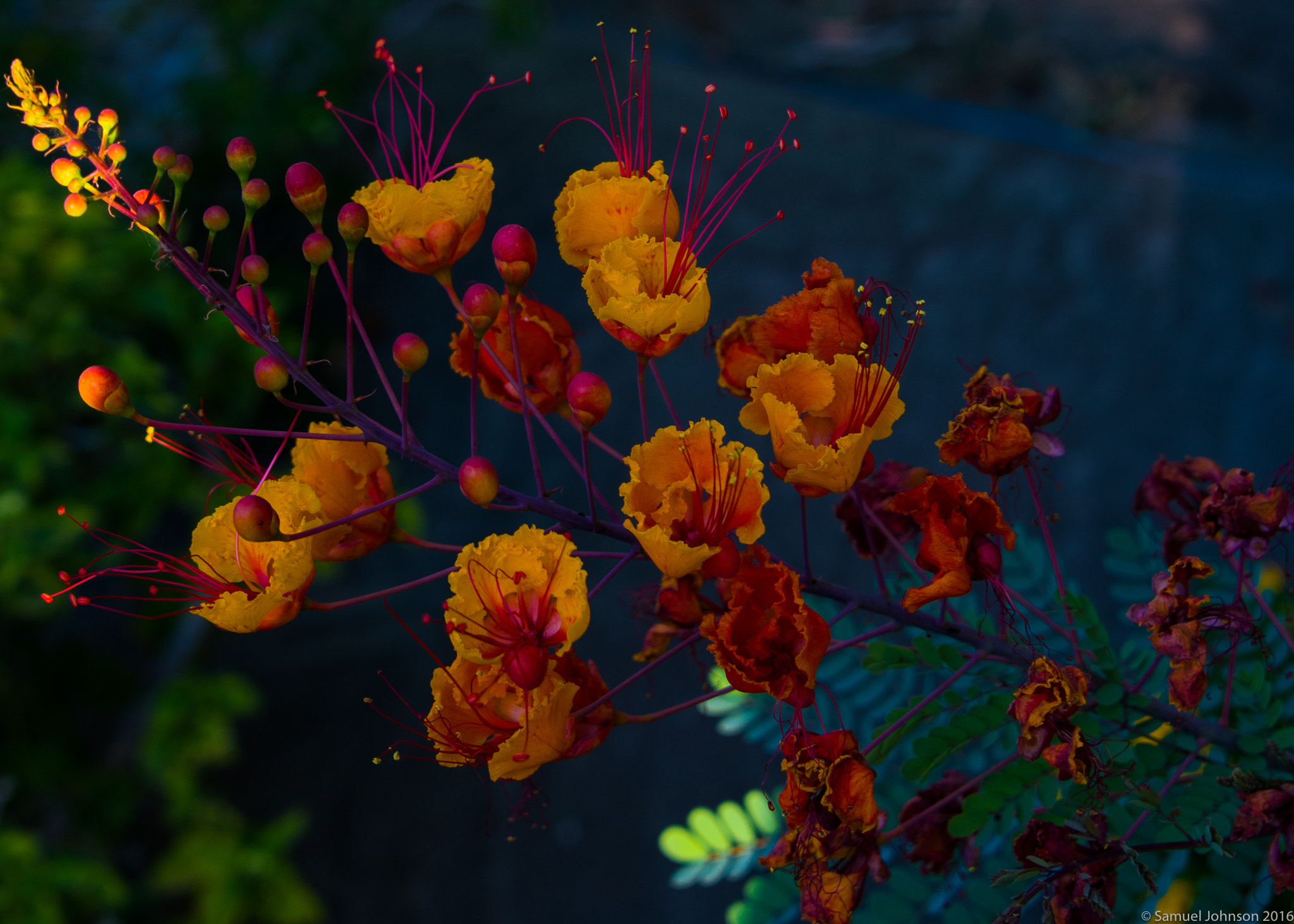 Nikon D500 sample photo. Mexican birds of paradise photography