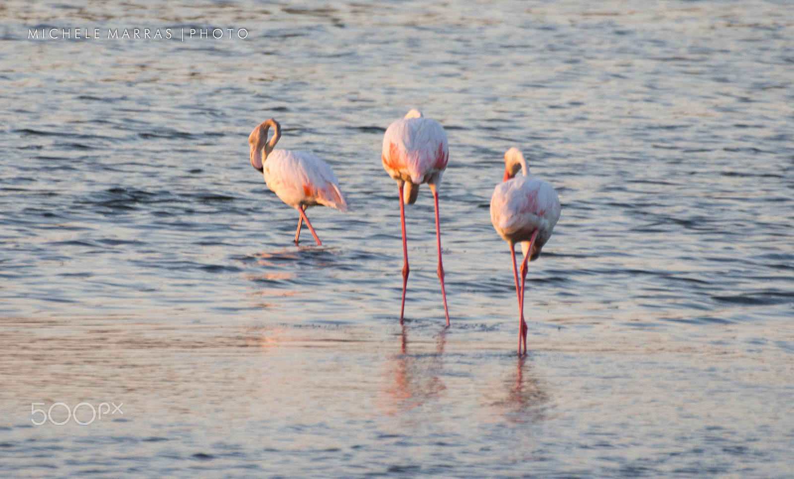 Olympus Zuiko Digital ED 70-300mm F4.0-5.6 sample photo. Flamingos photography