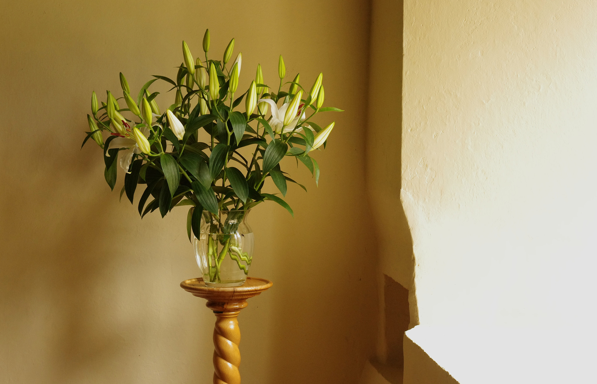 HD Pentax DA 40mm F2.8 Limited sample photo. Lily by window light photography