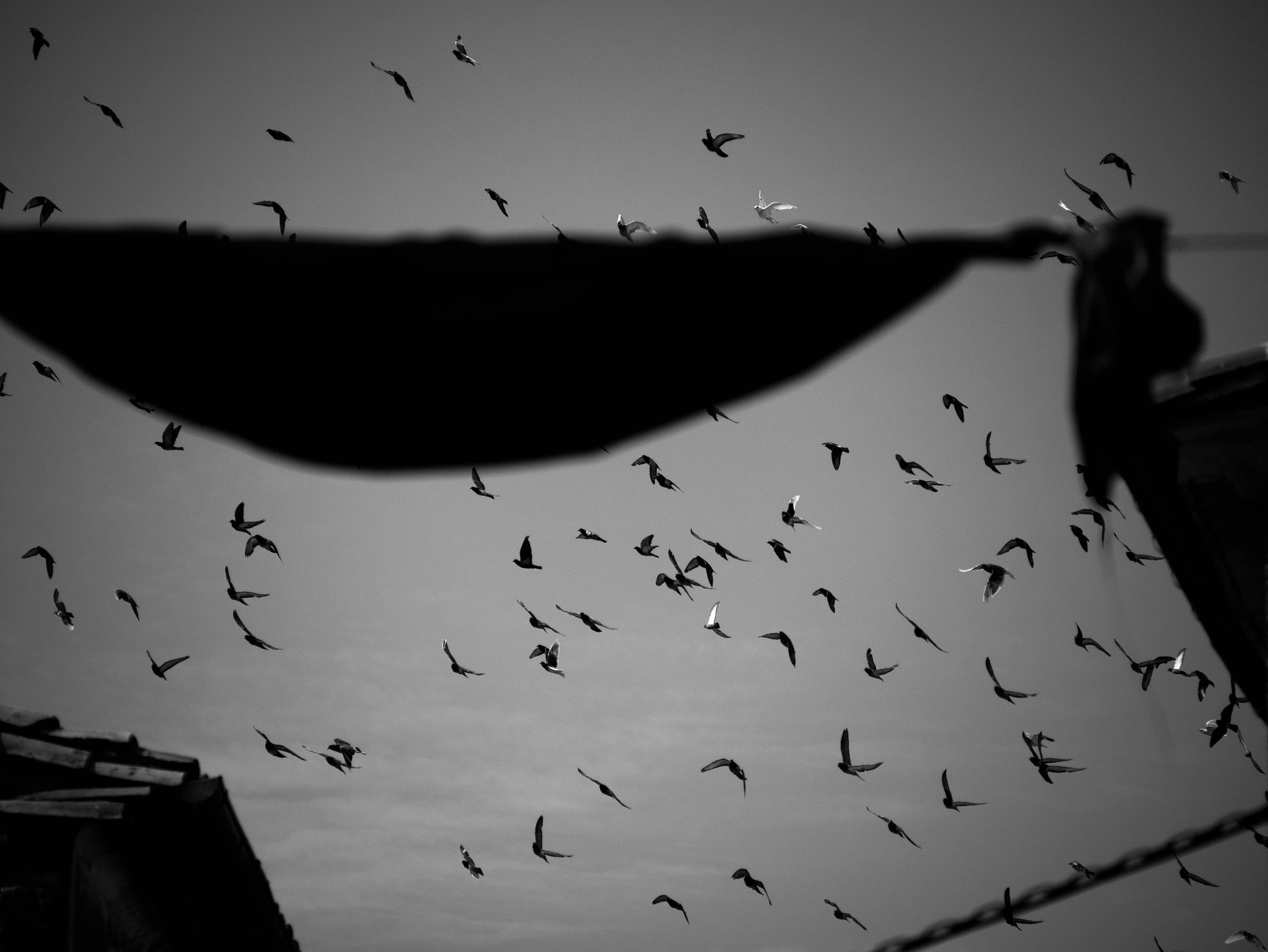 Panasonic Lumix G Vario 45-200mm F4-5.6 OIS sample photo. Birds photography