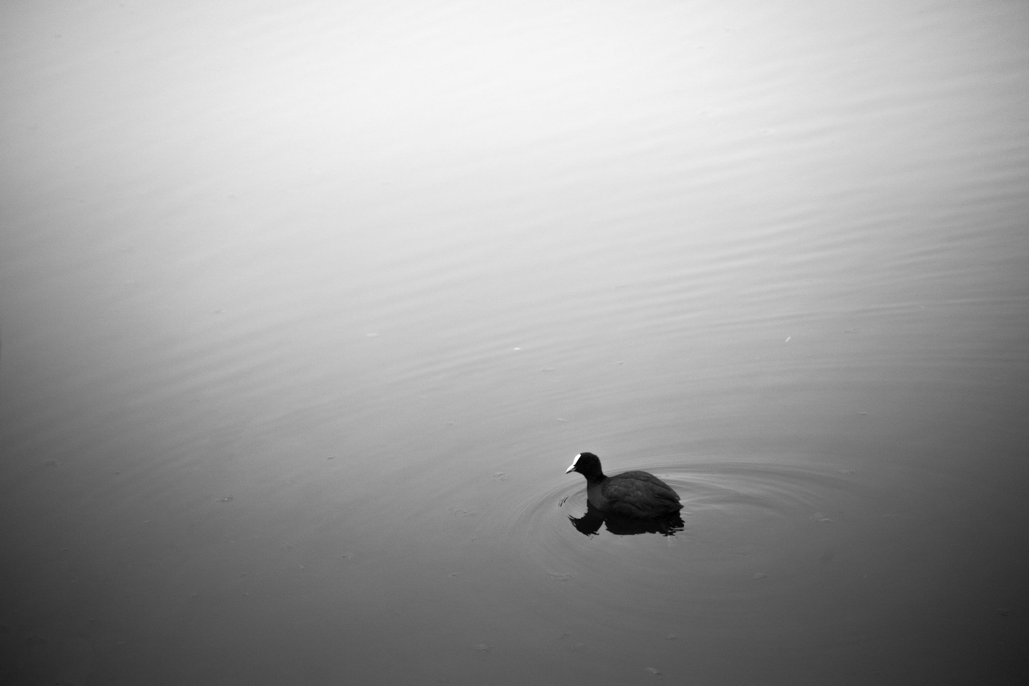 Canon EF 70-210mm f/3.5-4.5 USM sample photo. Lonesome photography
