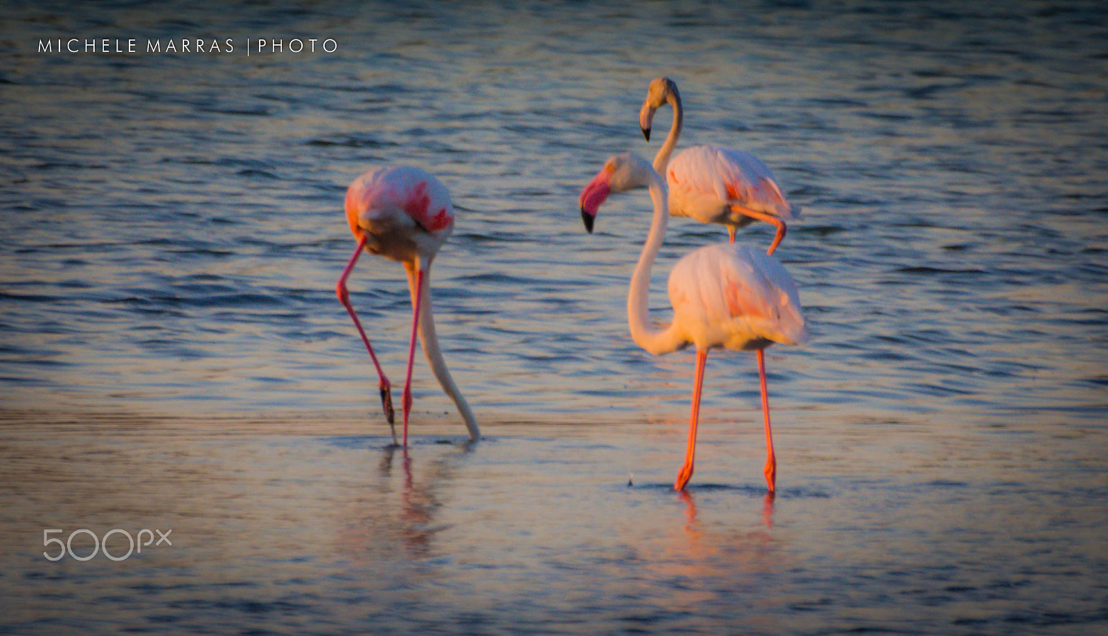 Olympus Zuiko Digital ED 70-300mm F4.0-5.6 sample photo. Flamingos dos photography