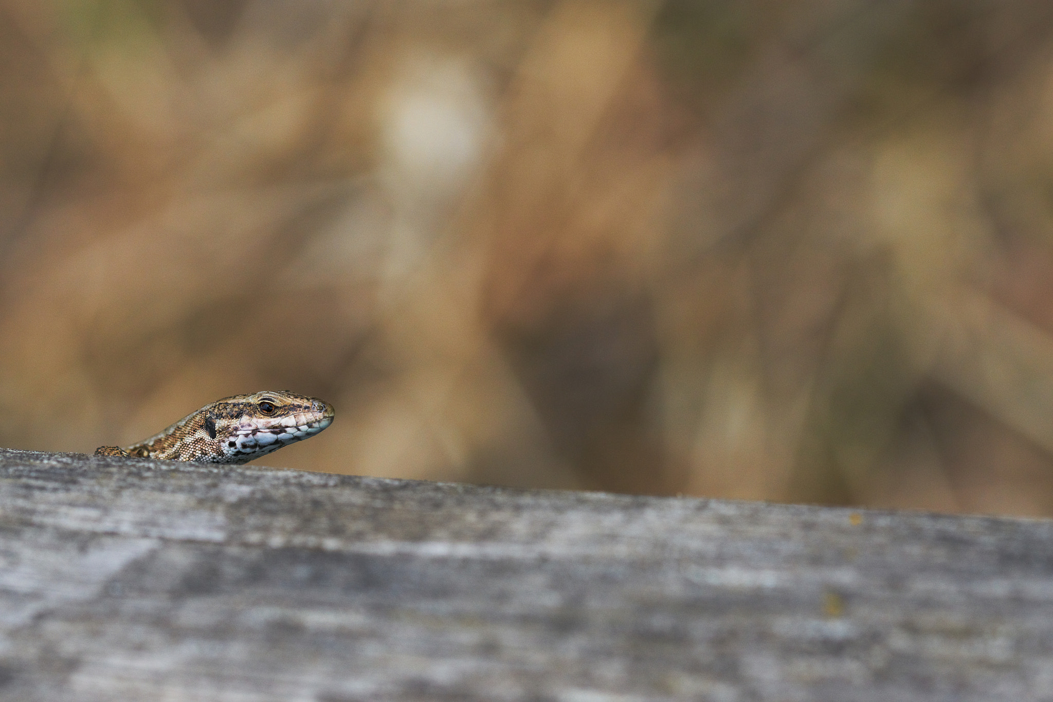 Sony ILCA-77M2 + 105mm F2.8 sample photo. Reptilian photography