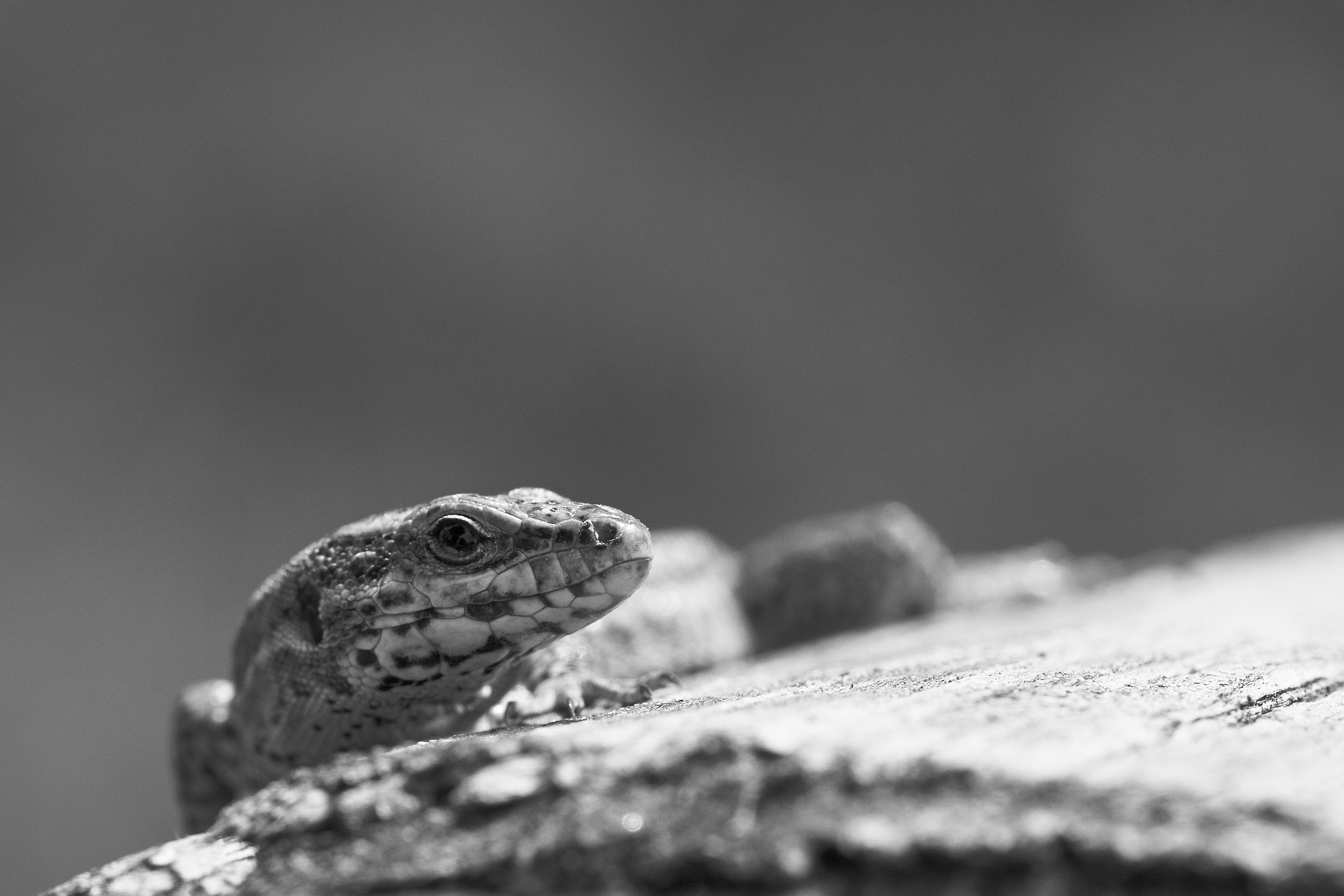 Sony ILCA-77M2 + 105mm F2.8 sample photo. Minisaurus photography