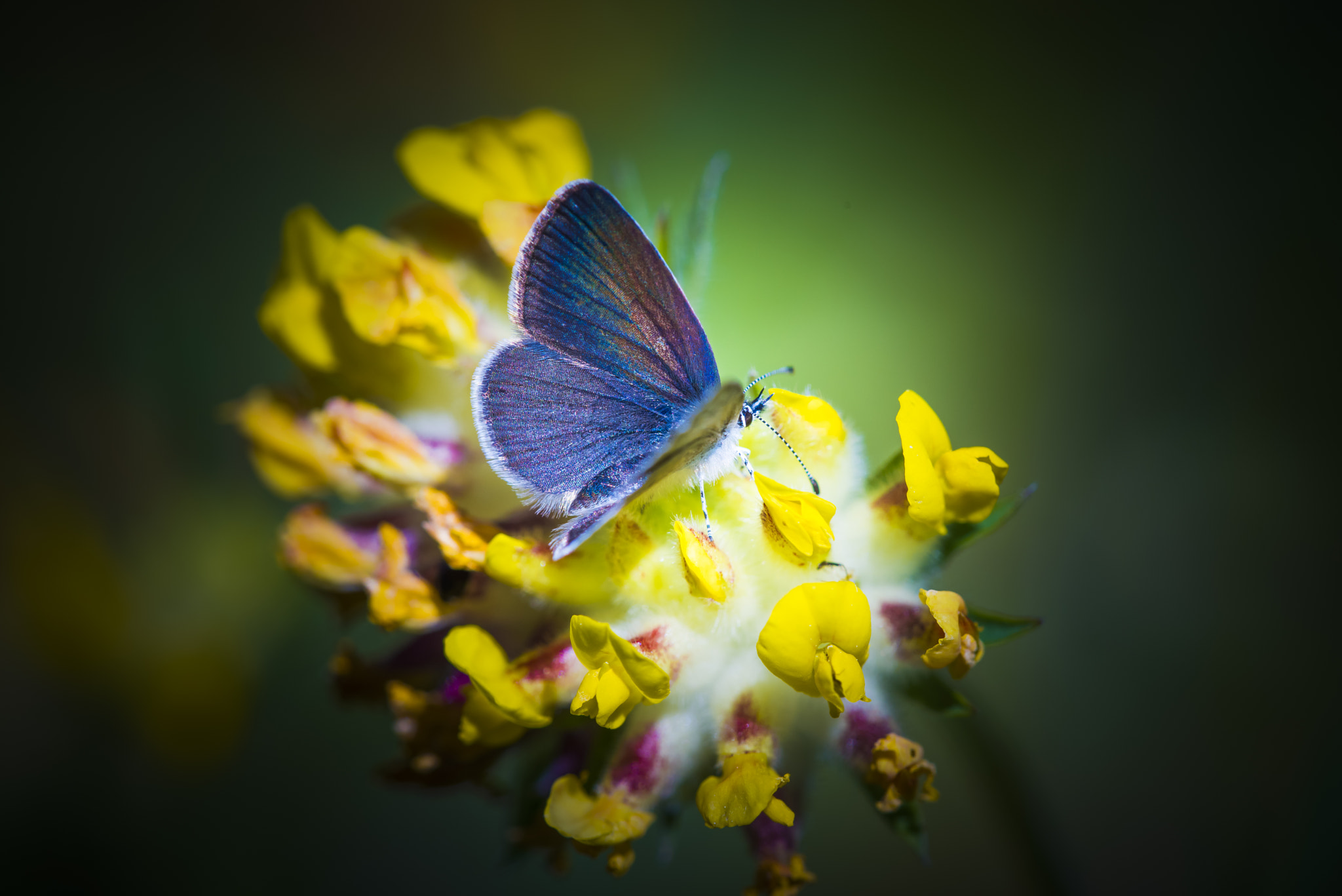 Nikon D810 + Nikon AF Micro-Nikkor 200mm F4D ED-IF sample photo. Butterfly safari photography