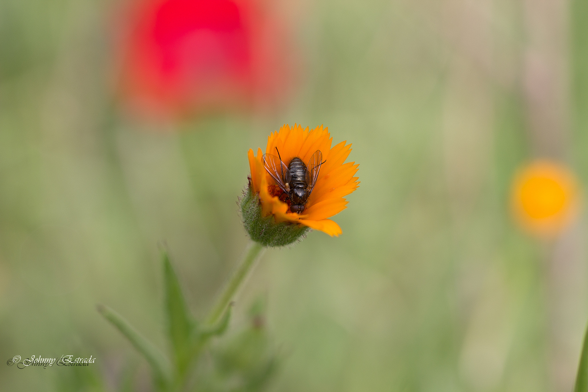 Sigma 50mm F1.4 EX DG HSM sample photo
