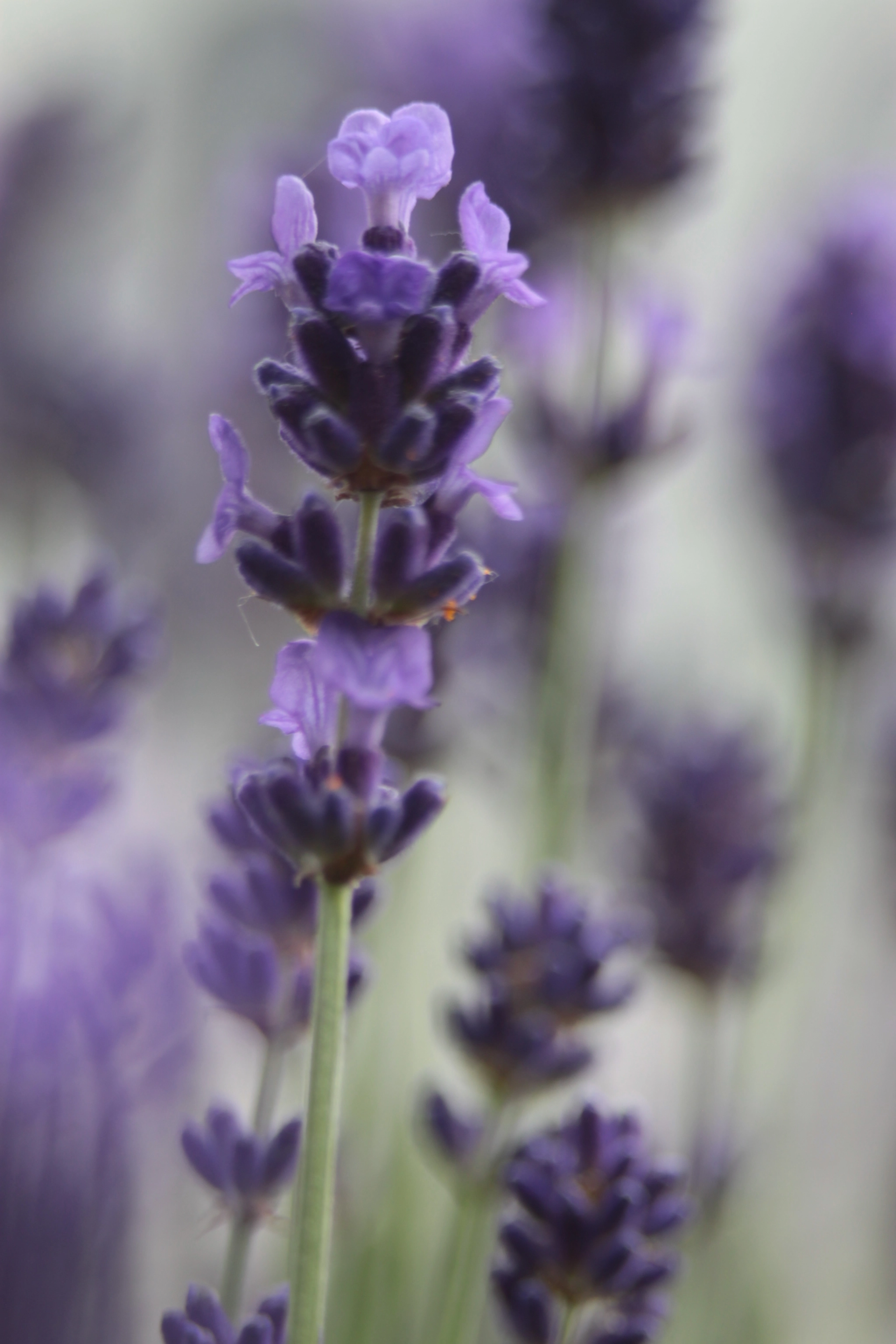 Canon EF 75-300mm f/4-5.6 USM sample photo. Levendula photography